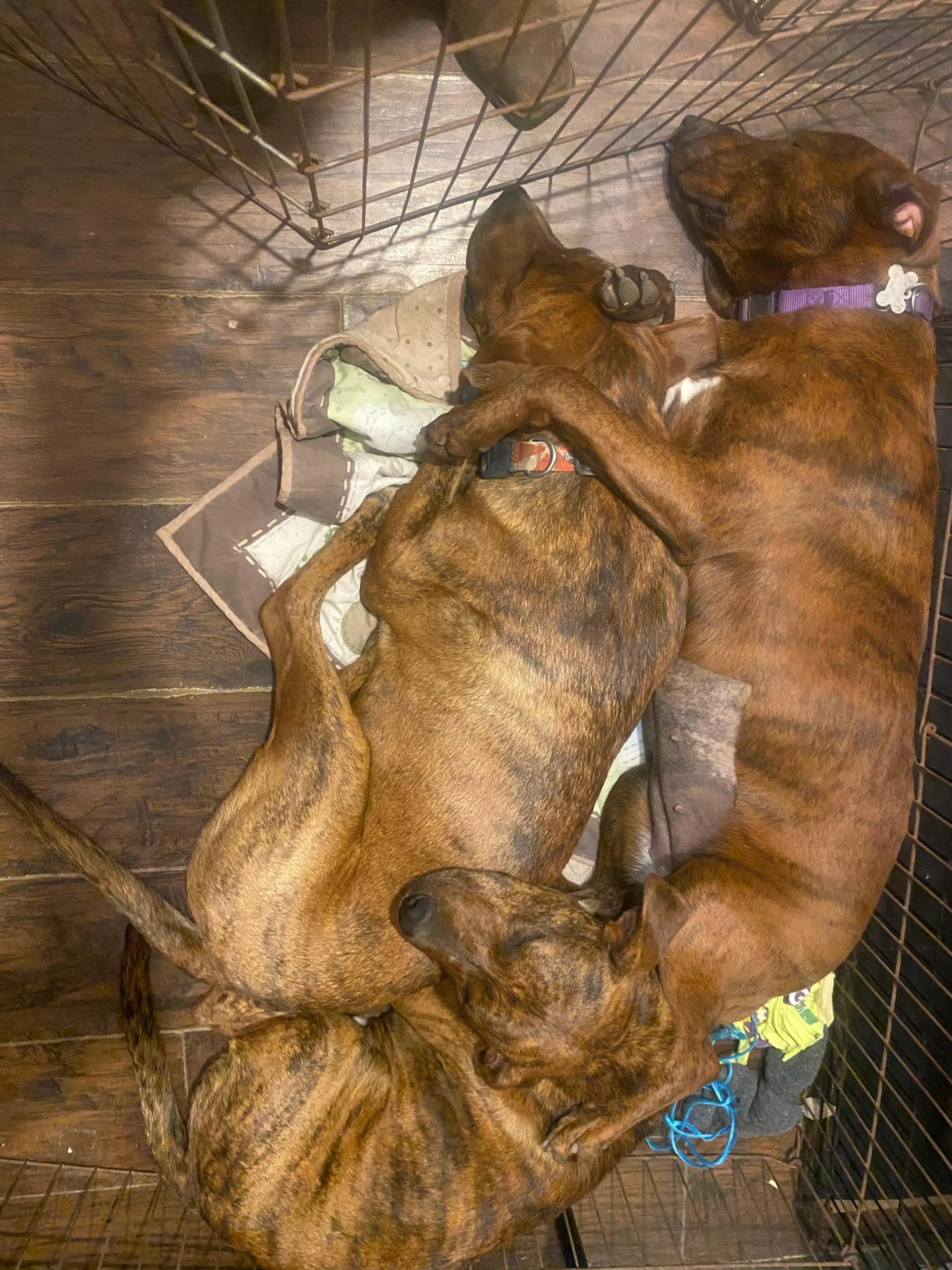 Found pet-4