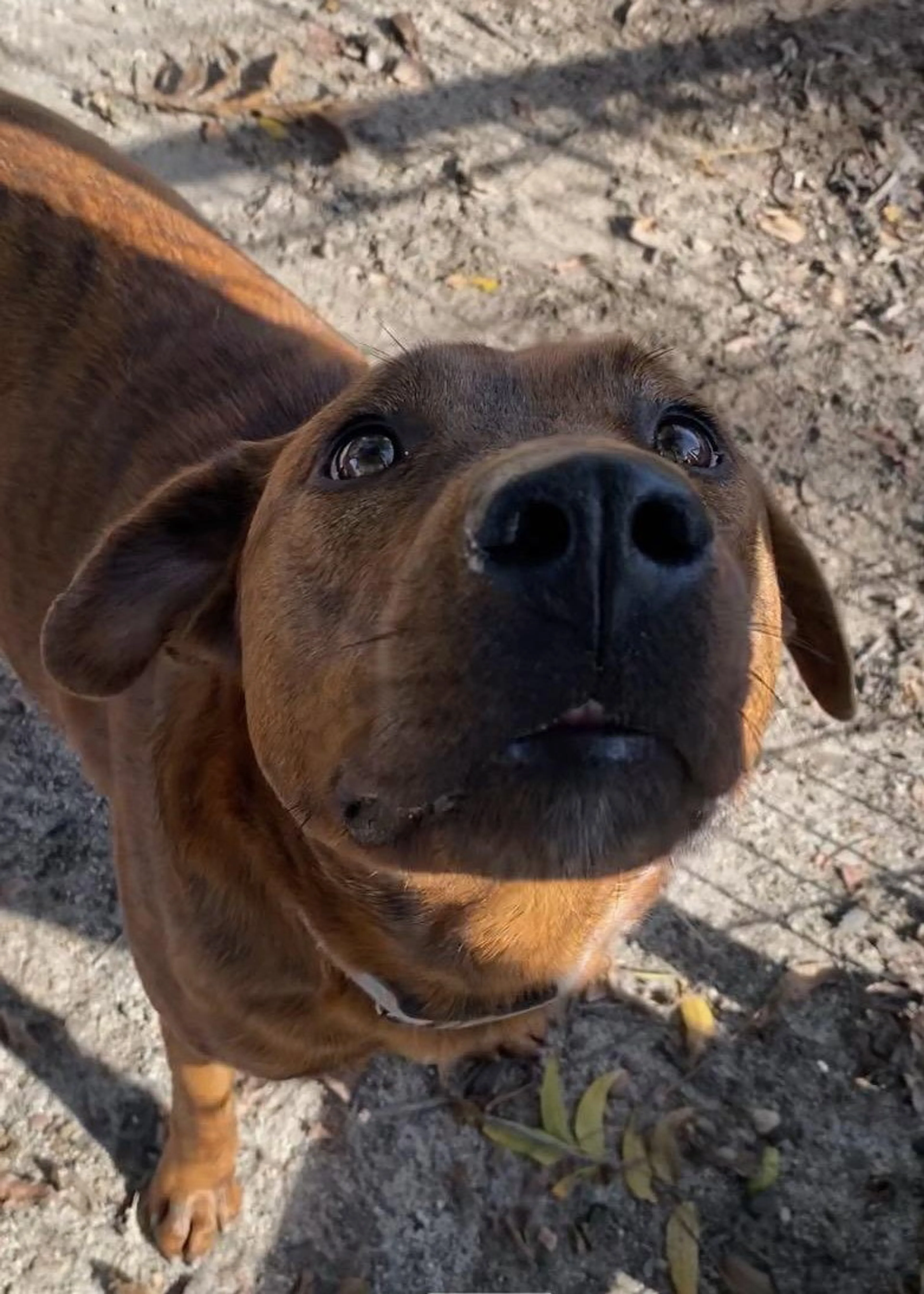 Found pet-1