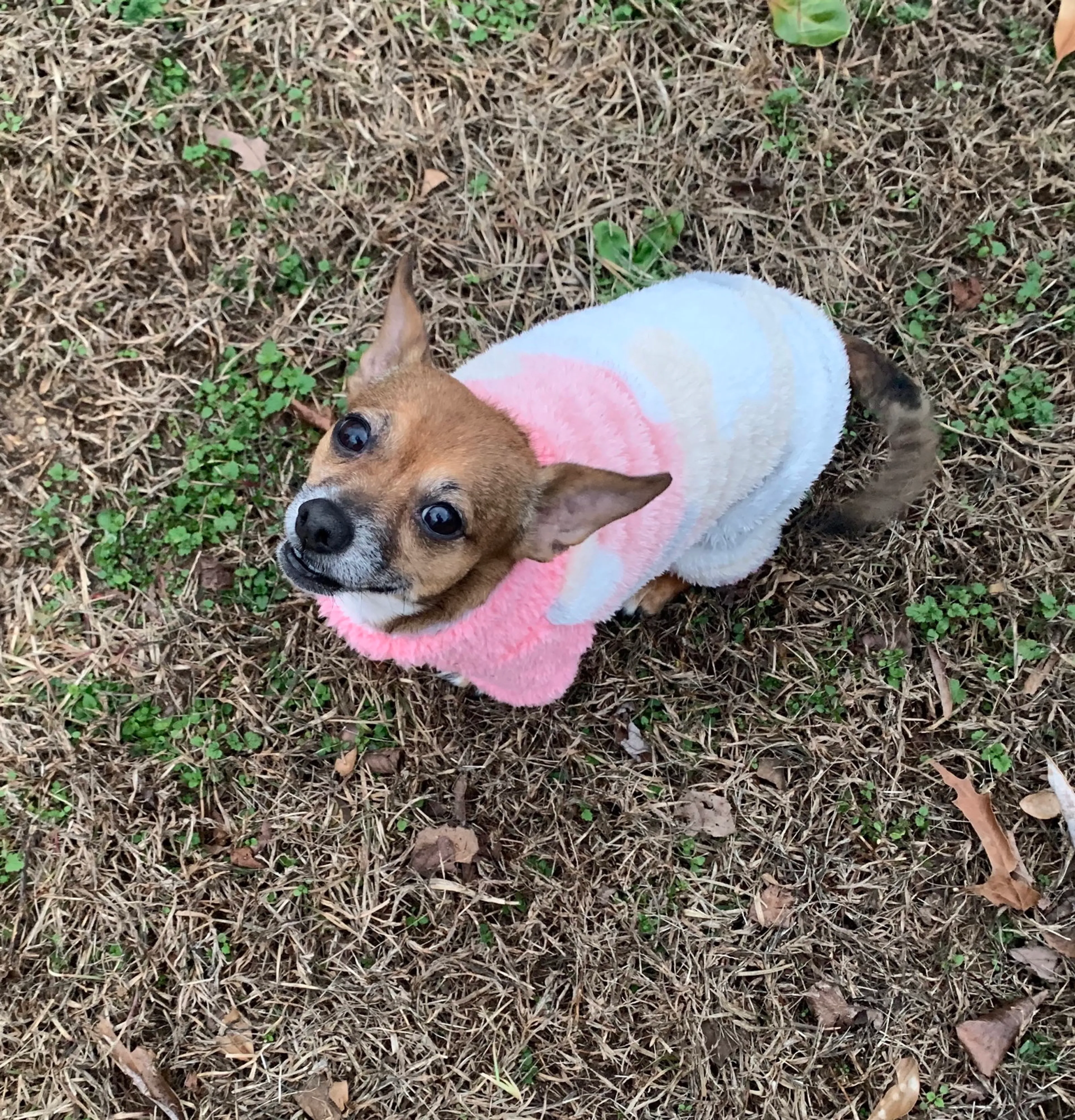Found pet-6