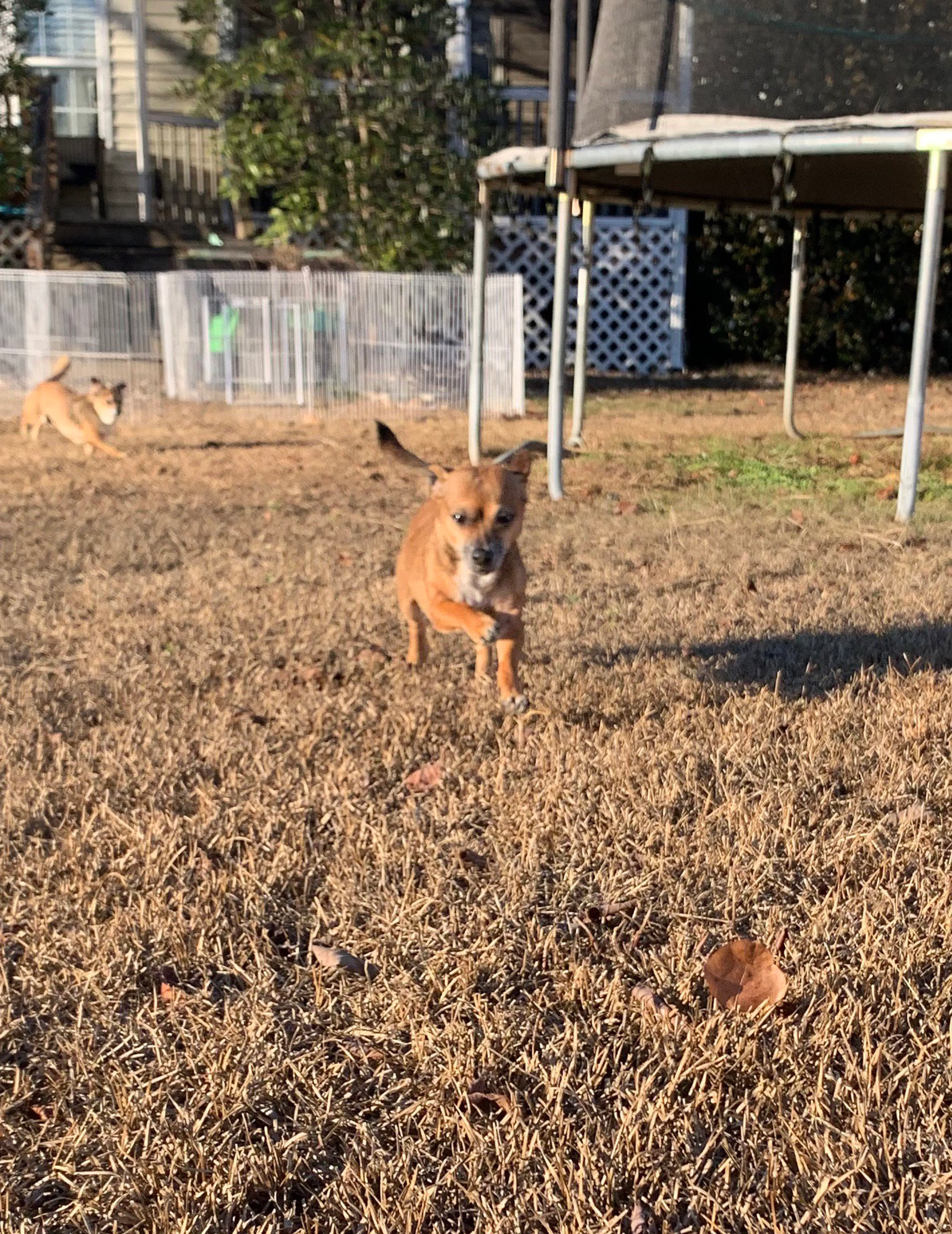 Found pet-8