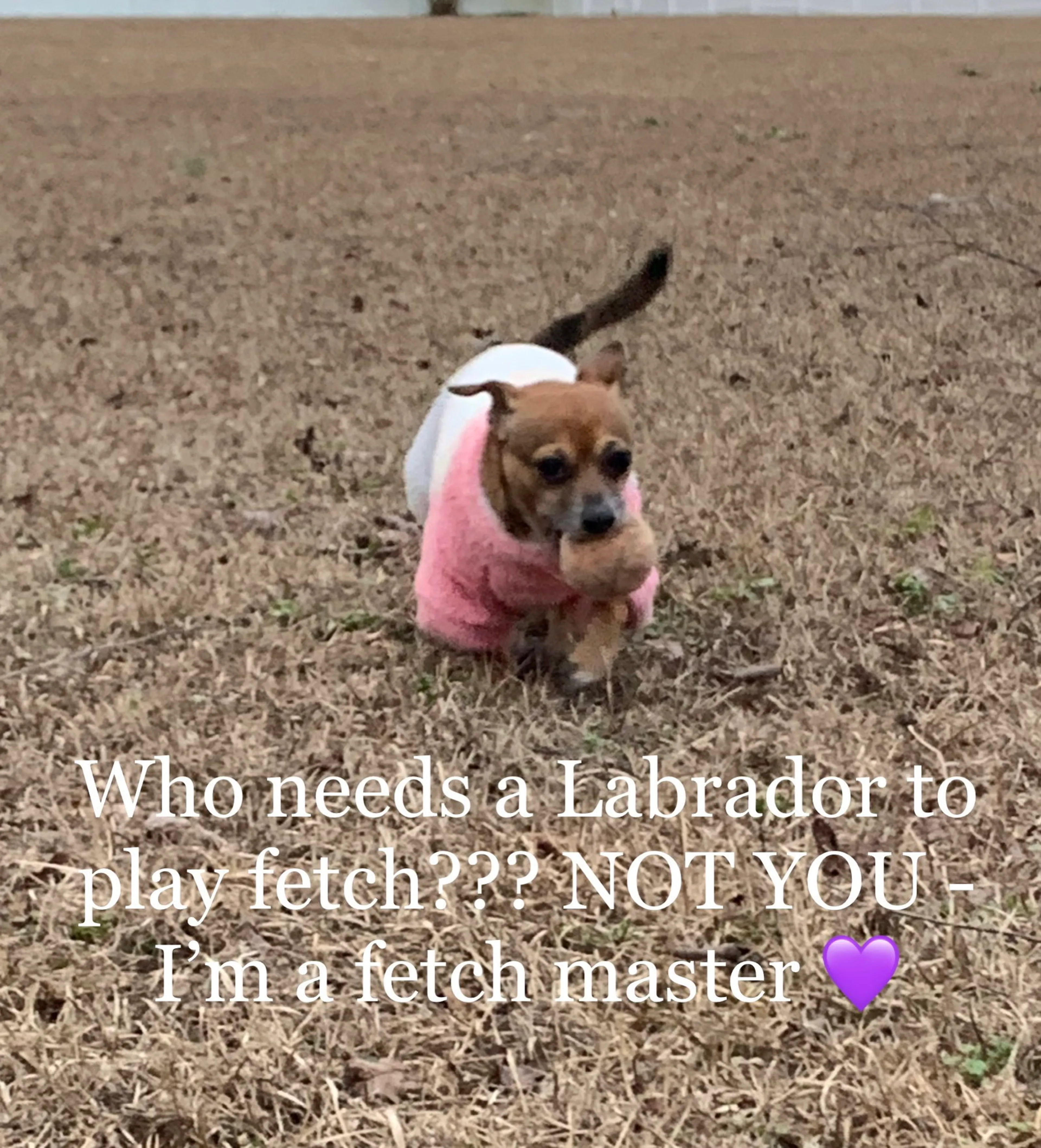 Found pet-3