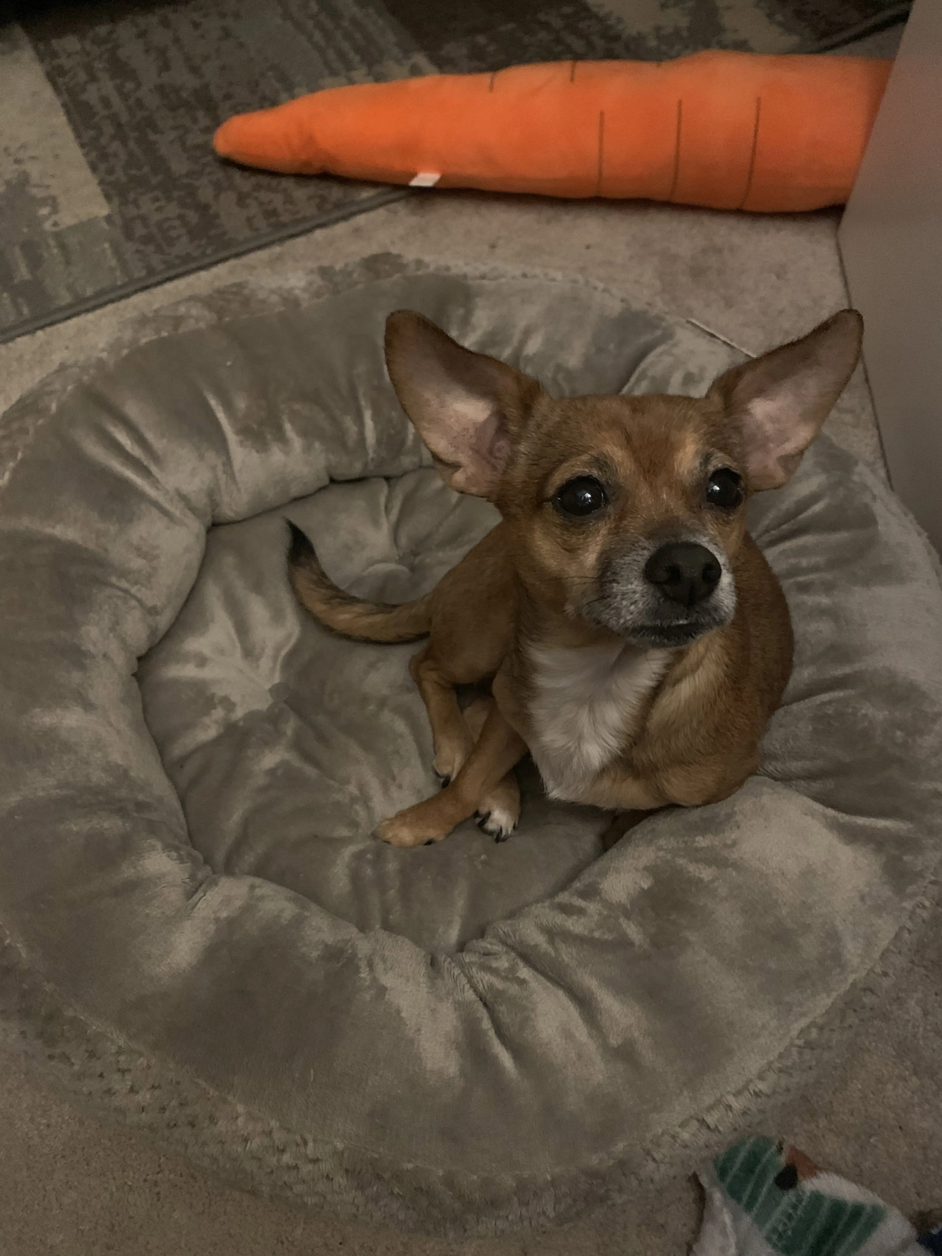 Found pet-4
