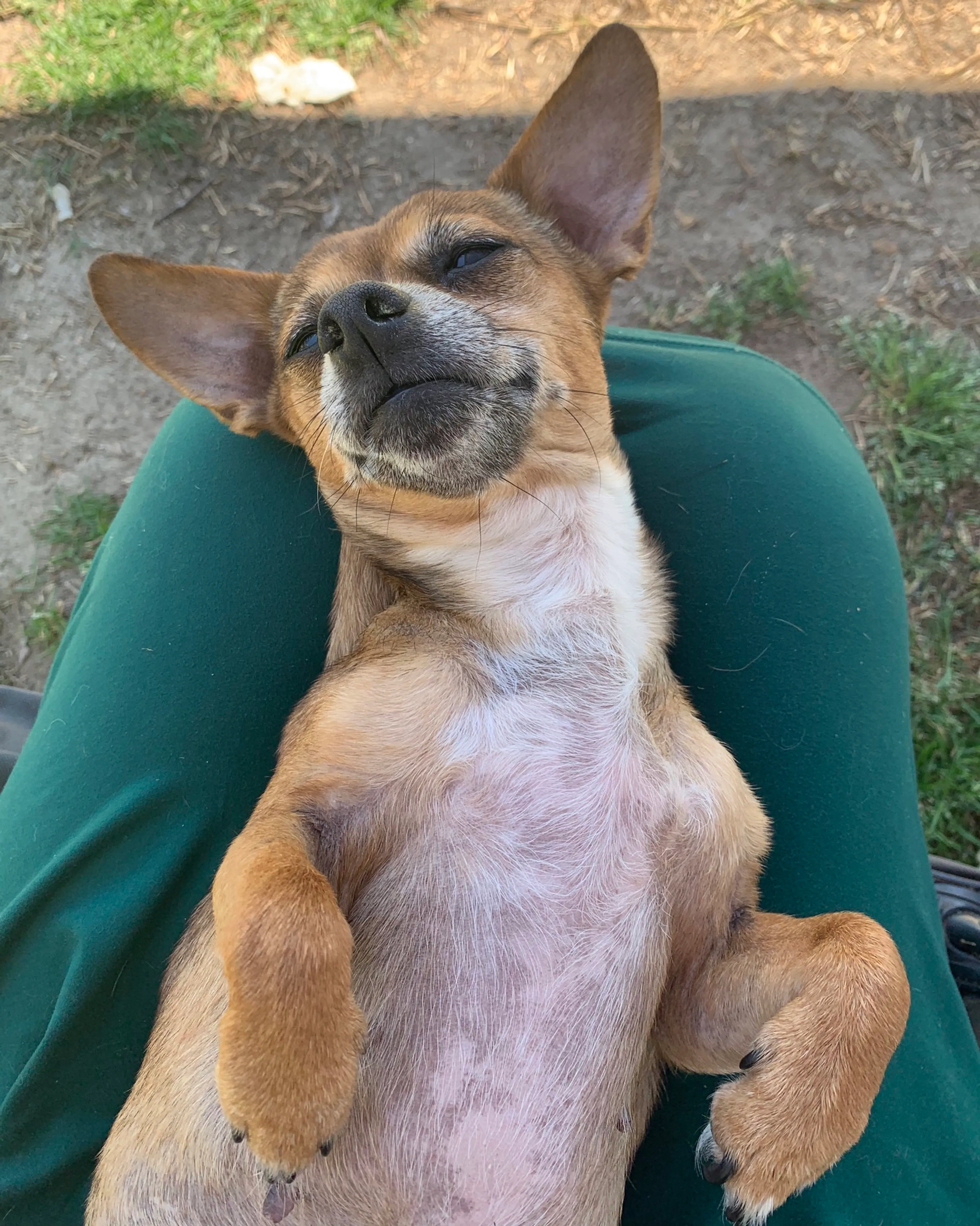 Found pet-2