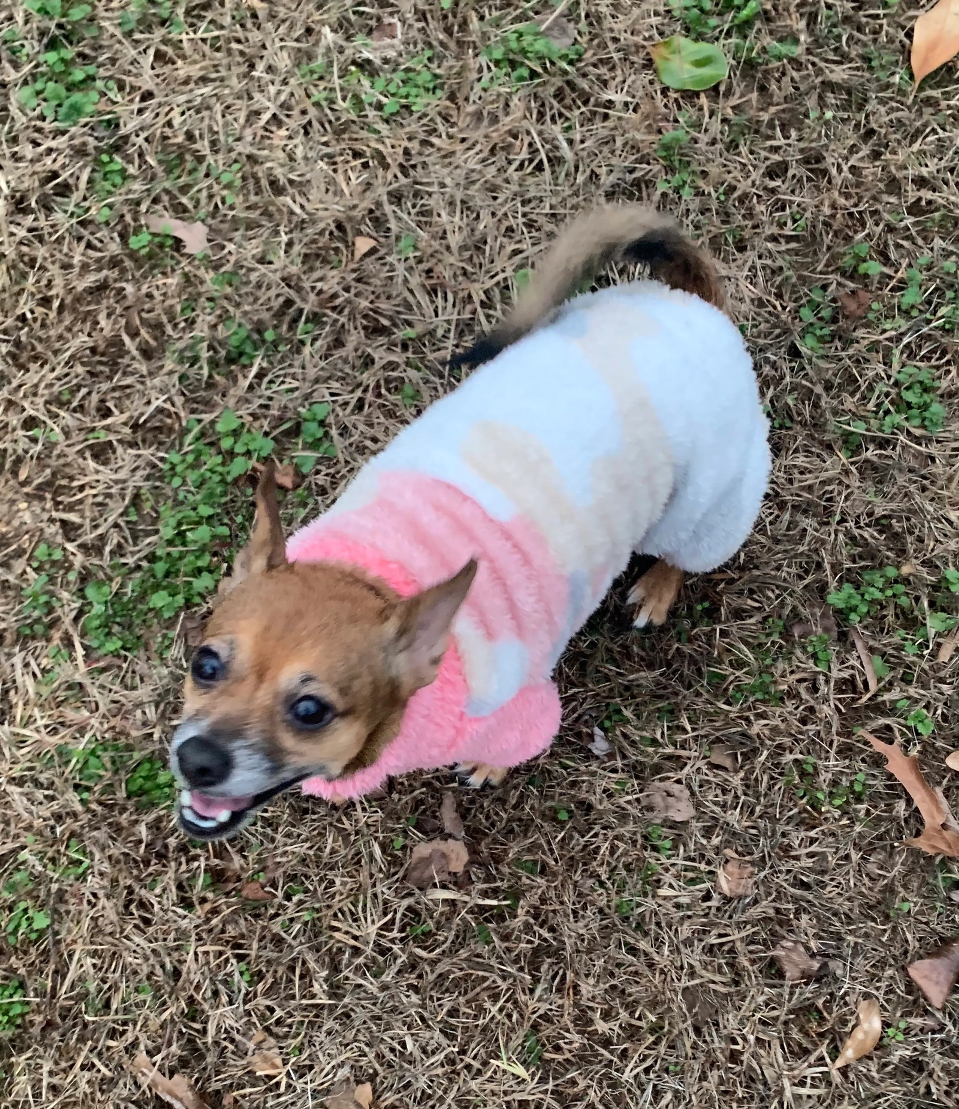 Found pet-7