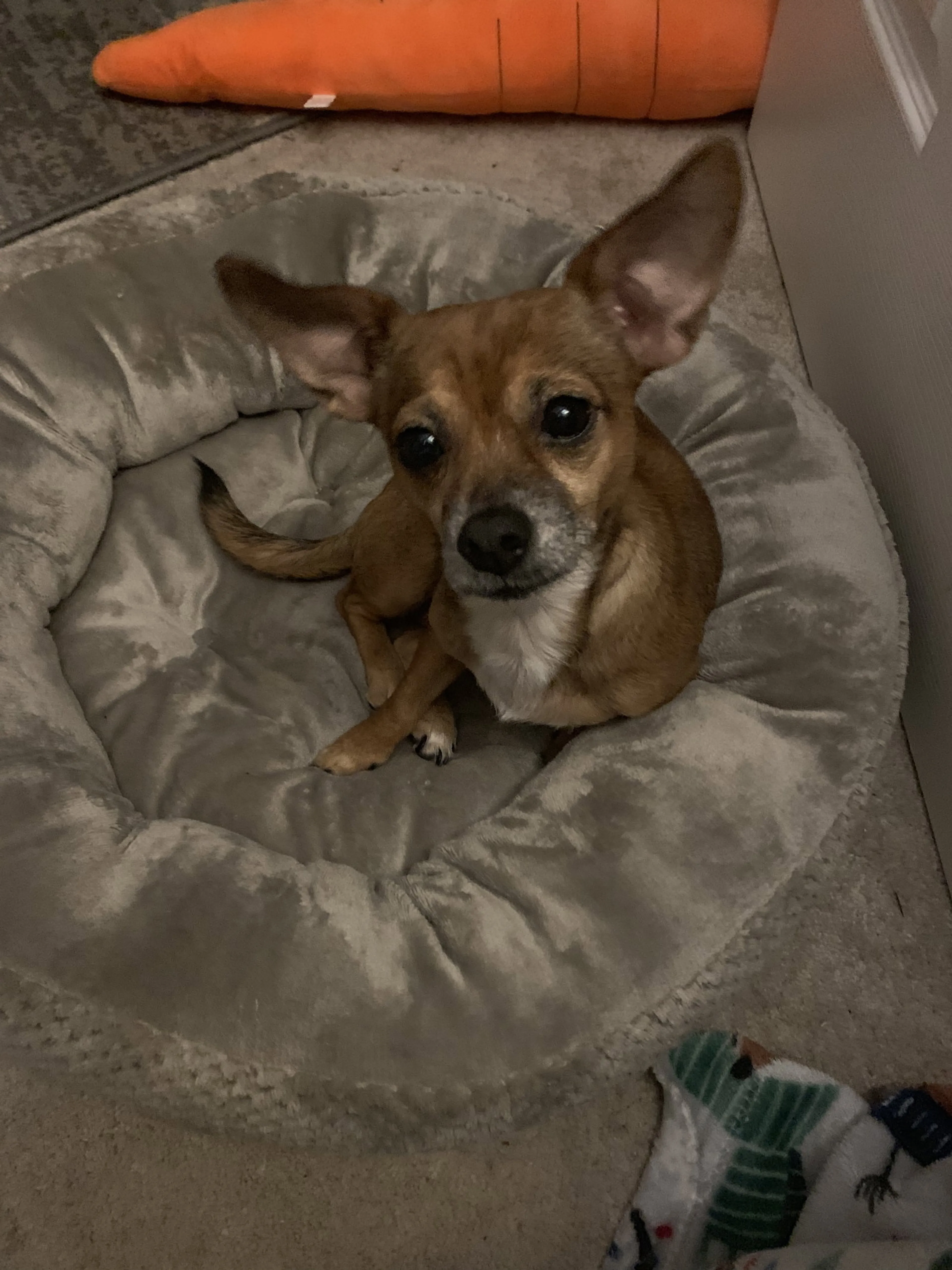 Found pet-5