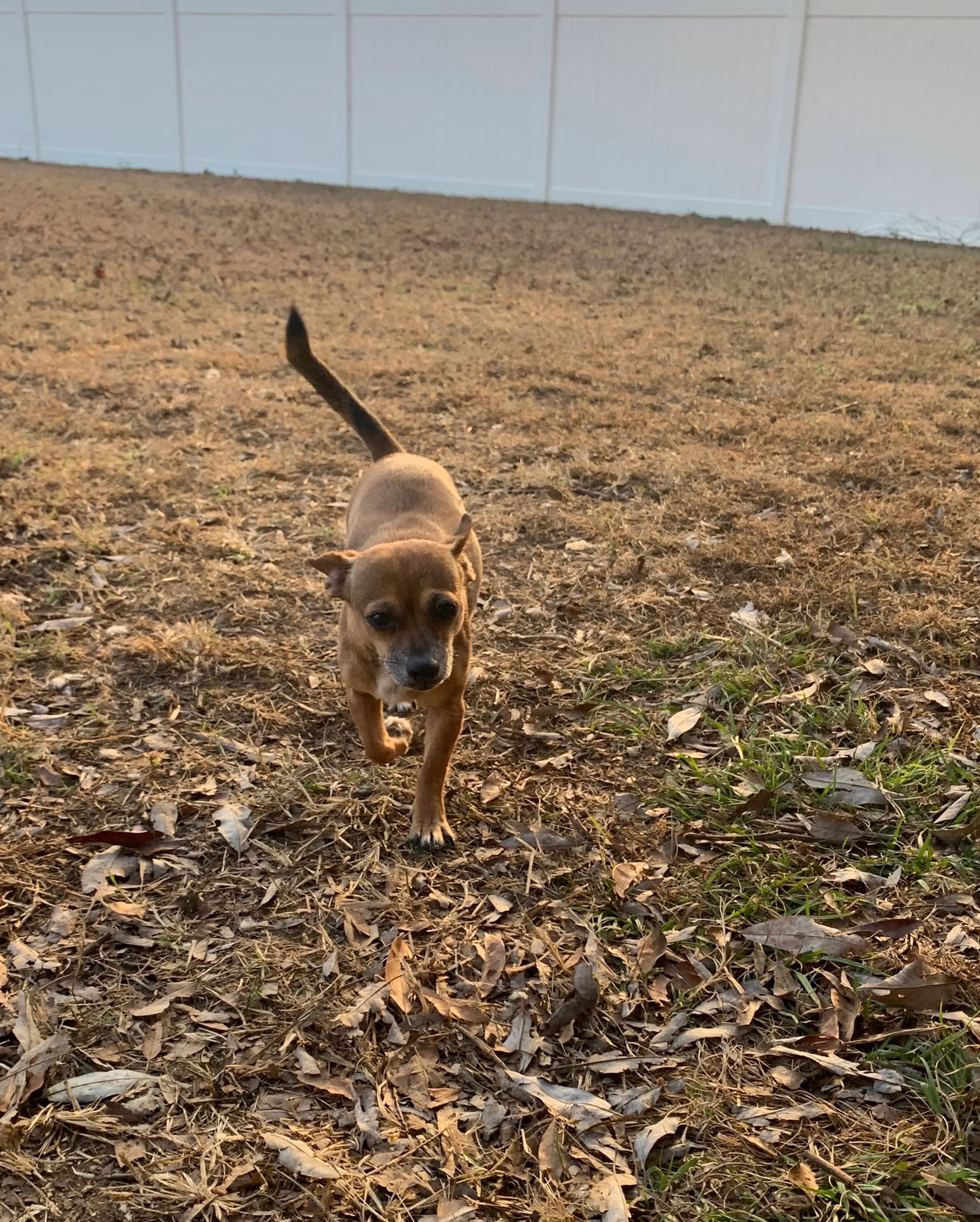 Found pet-9