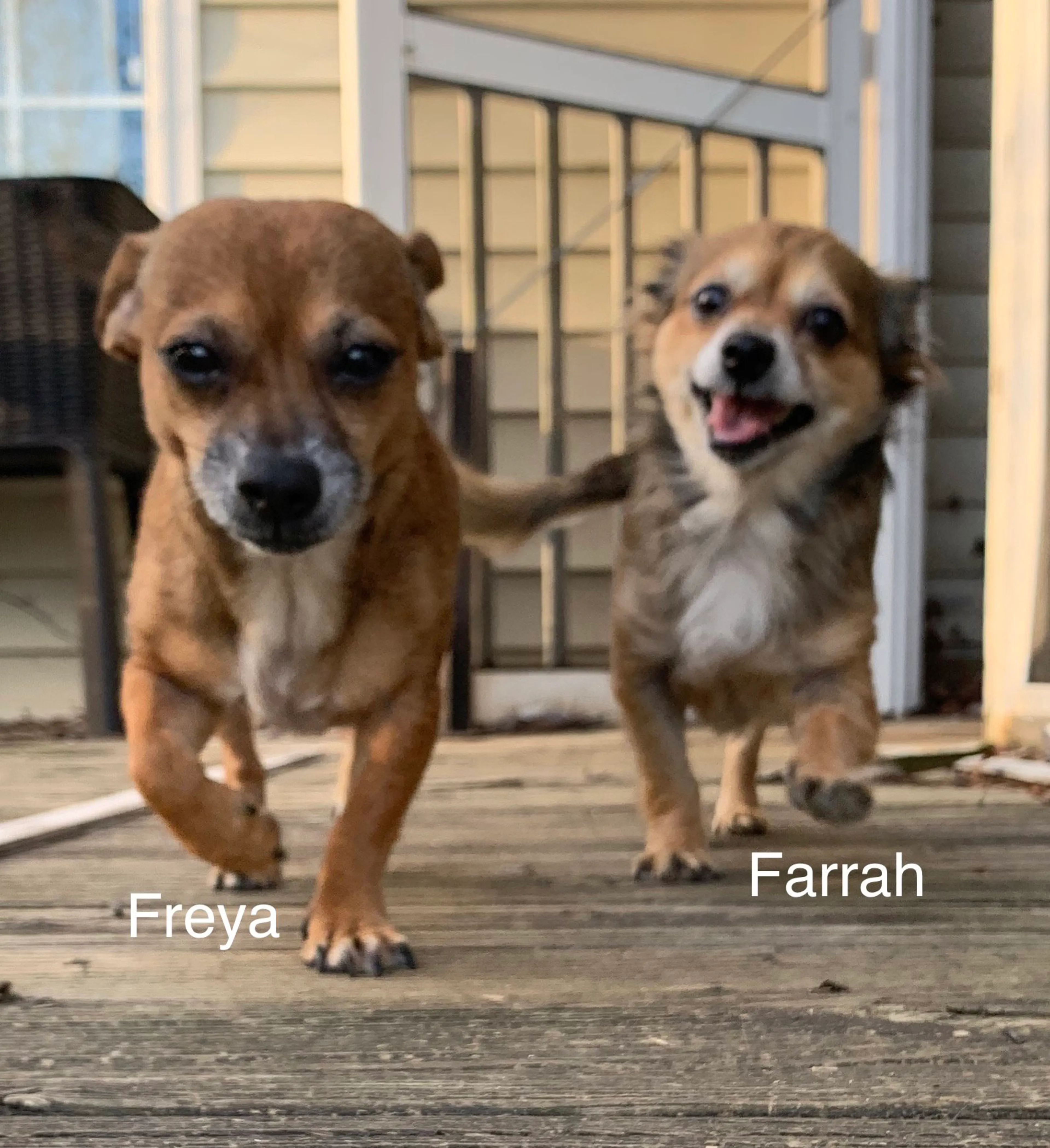 Found pet-11