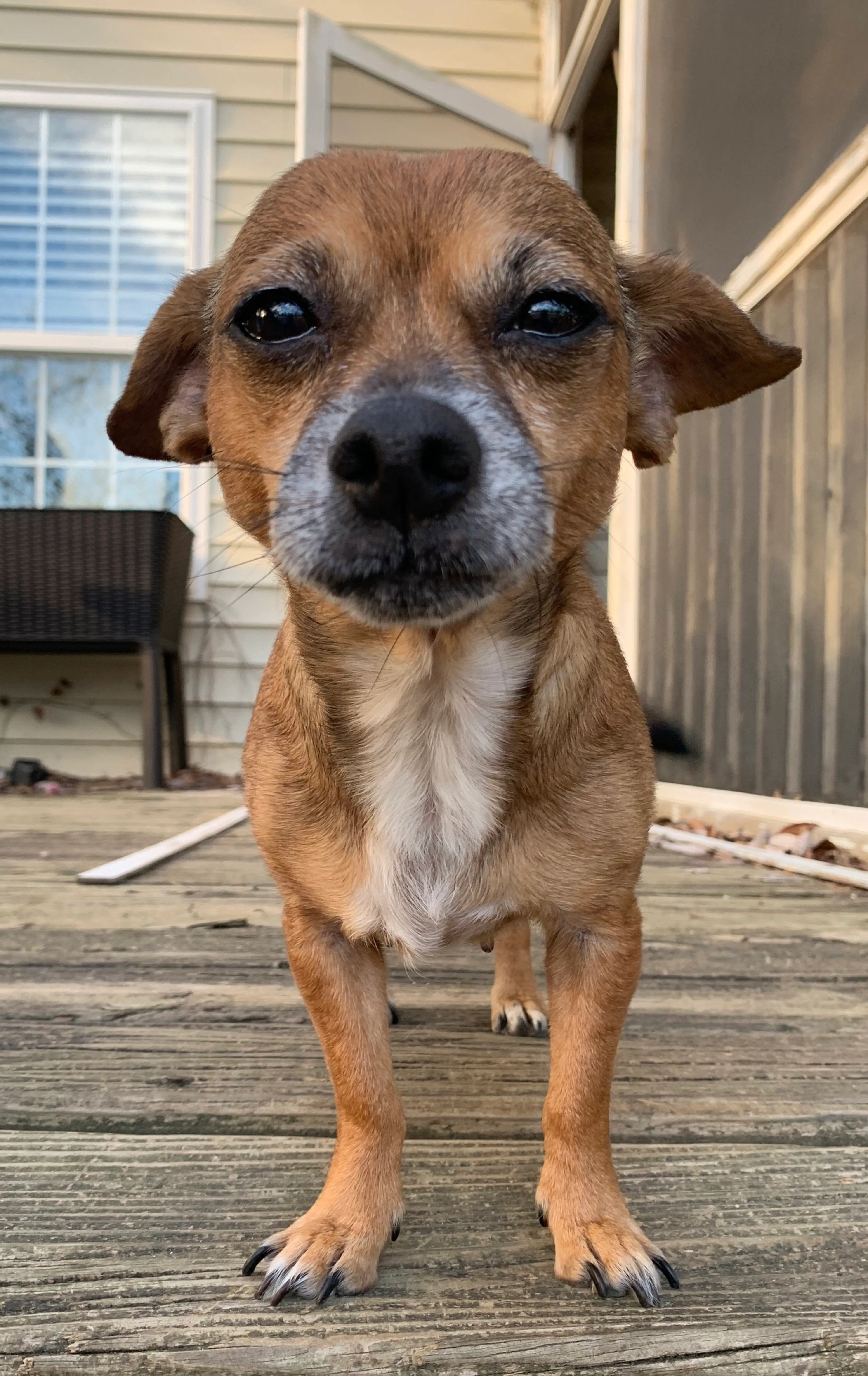 Found pet-0