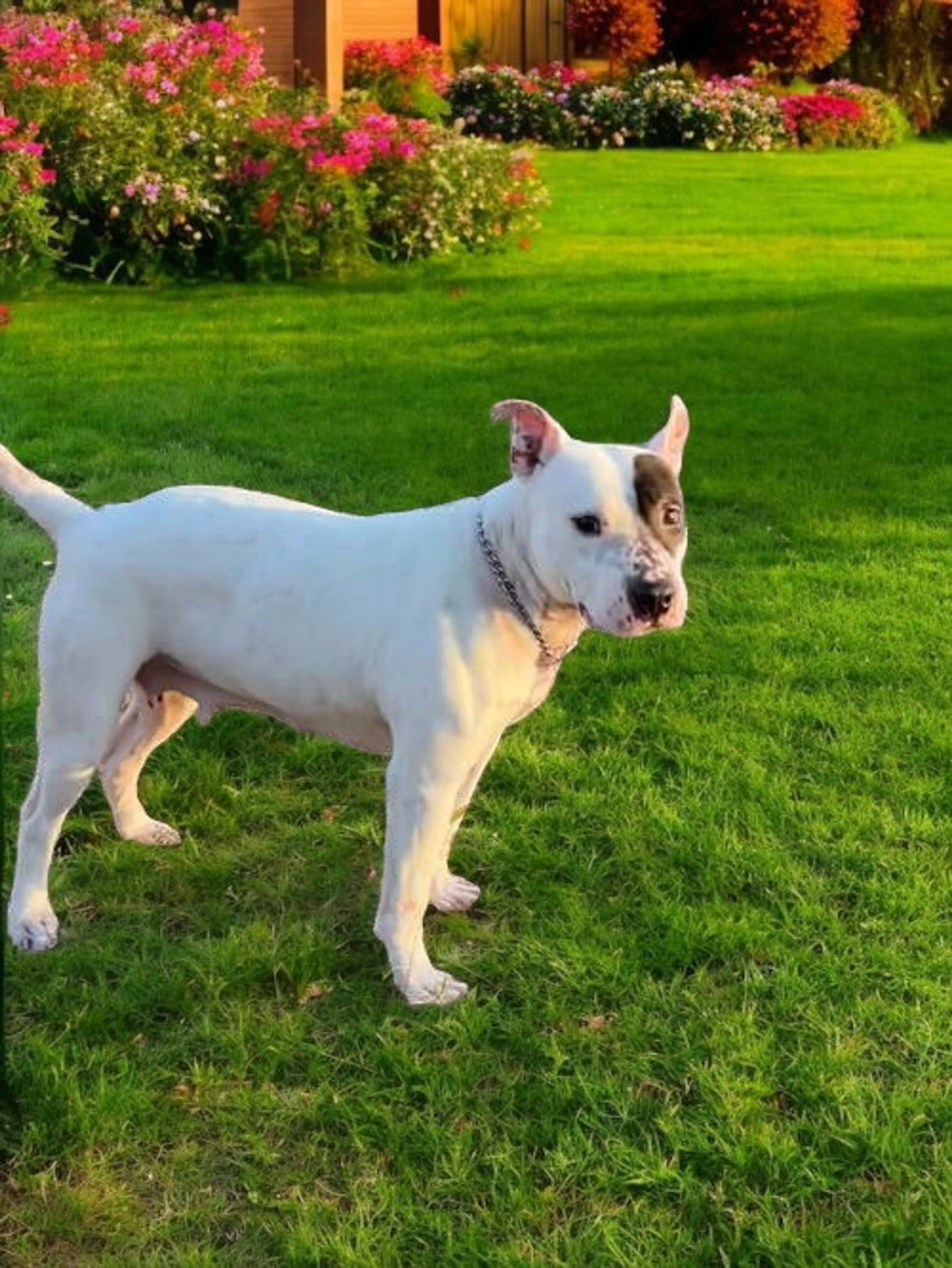 Found pet-2