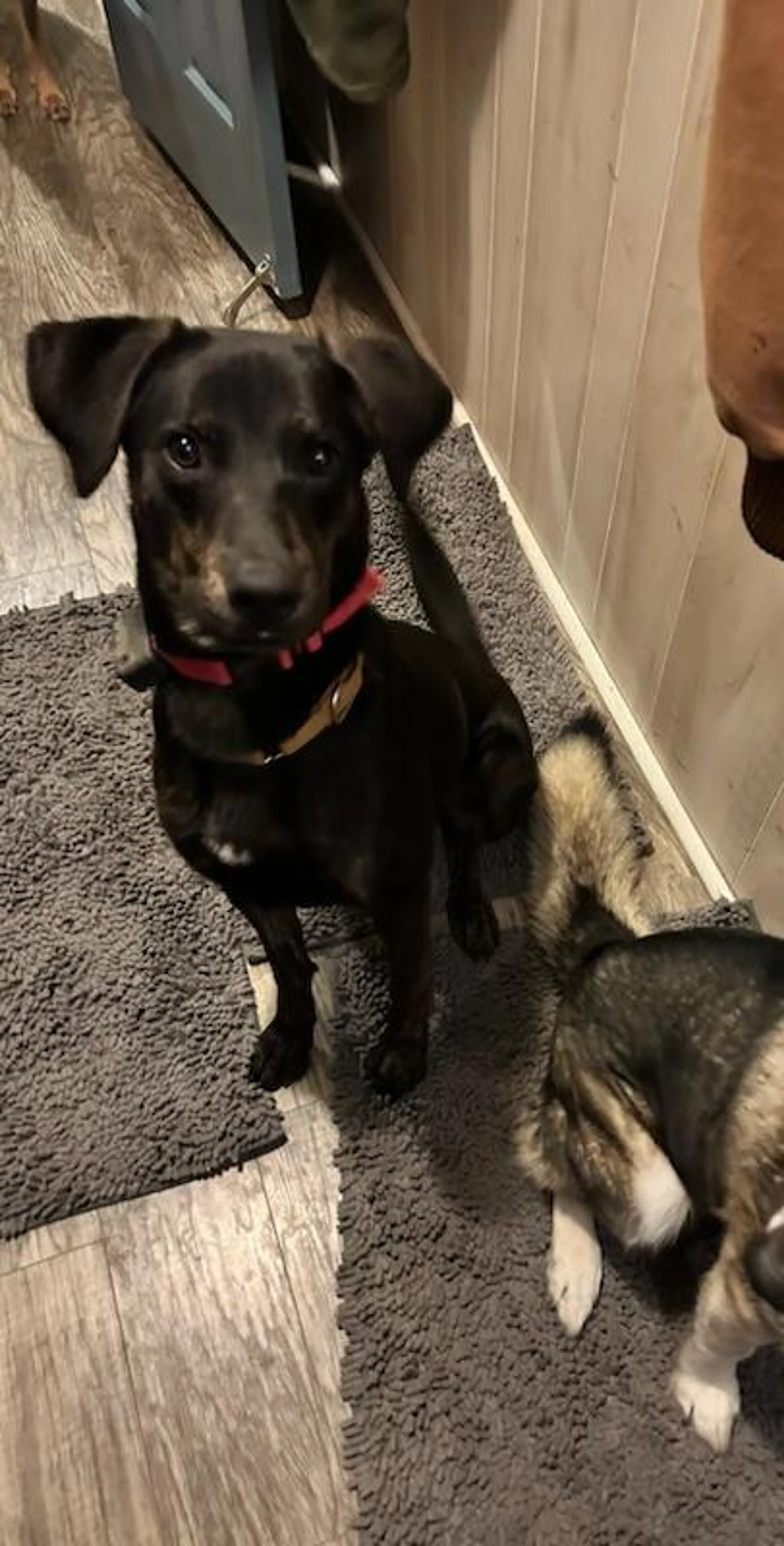 Found pet-10