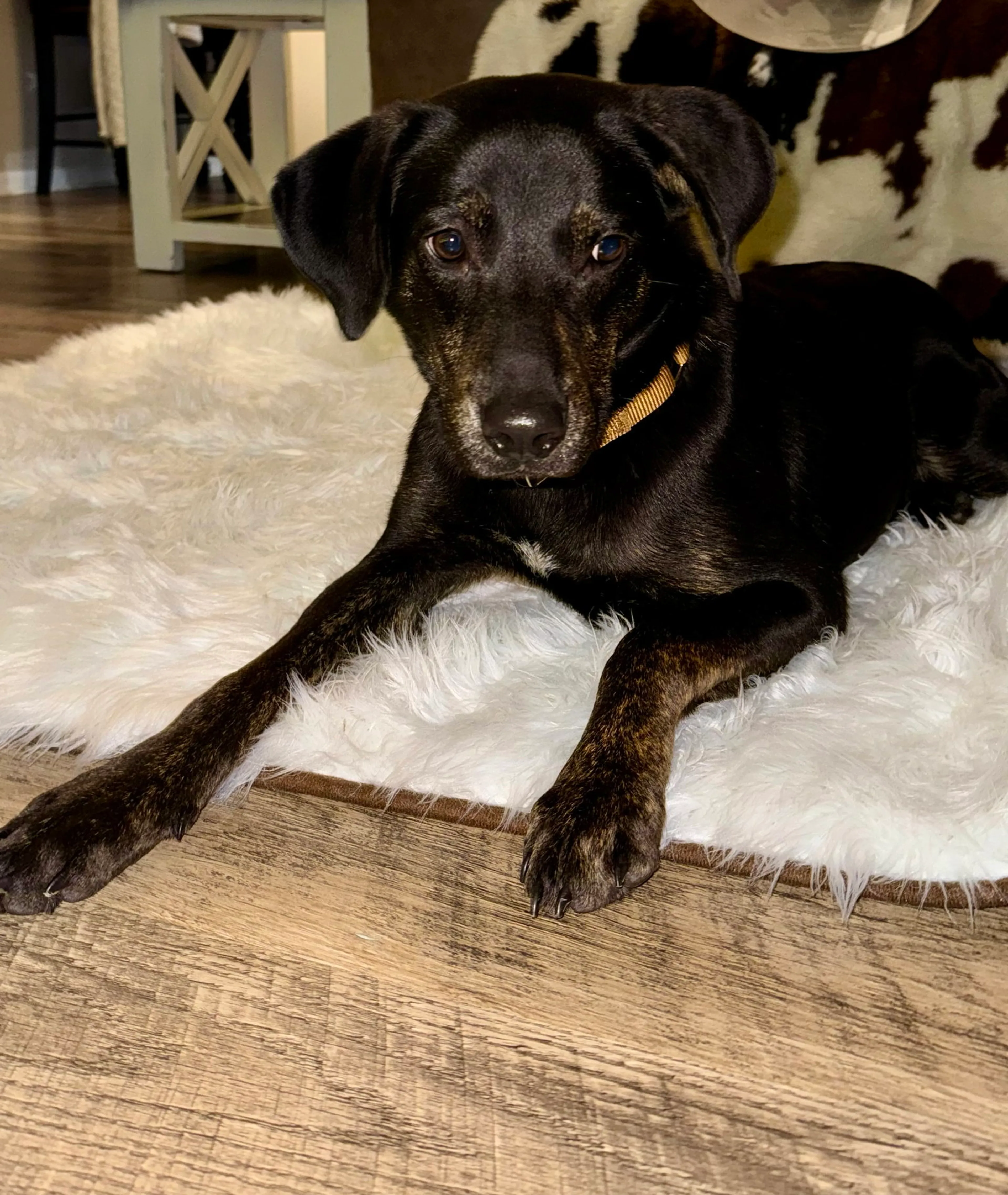Found pet-5