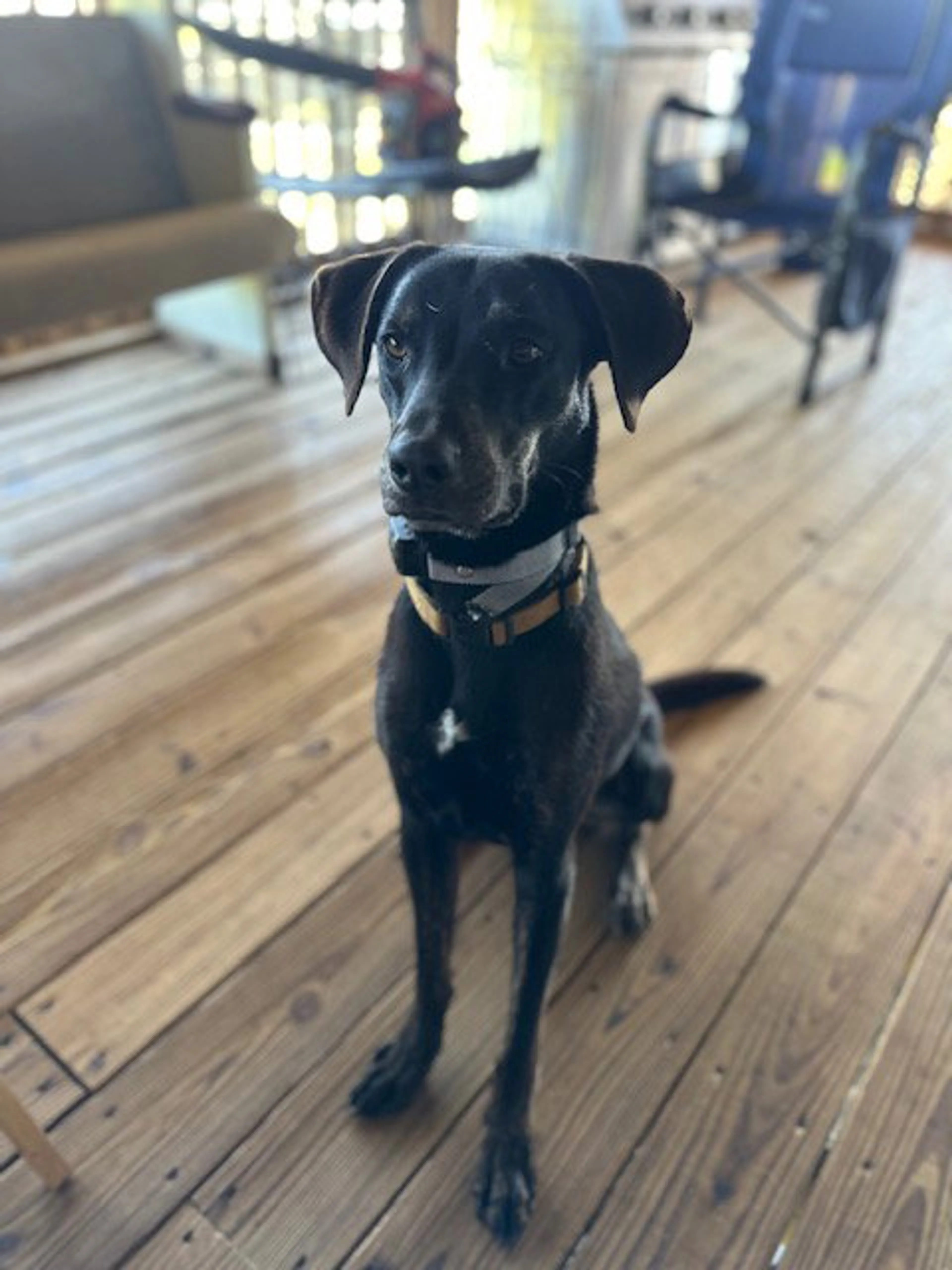 Found pet-4
