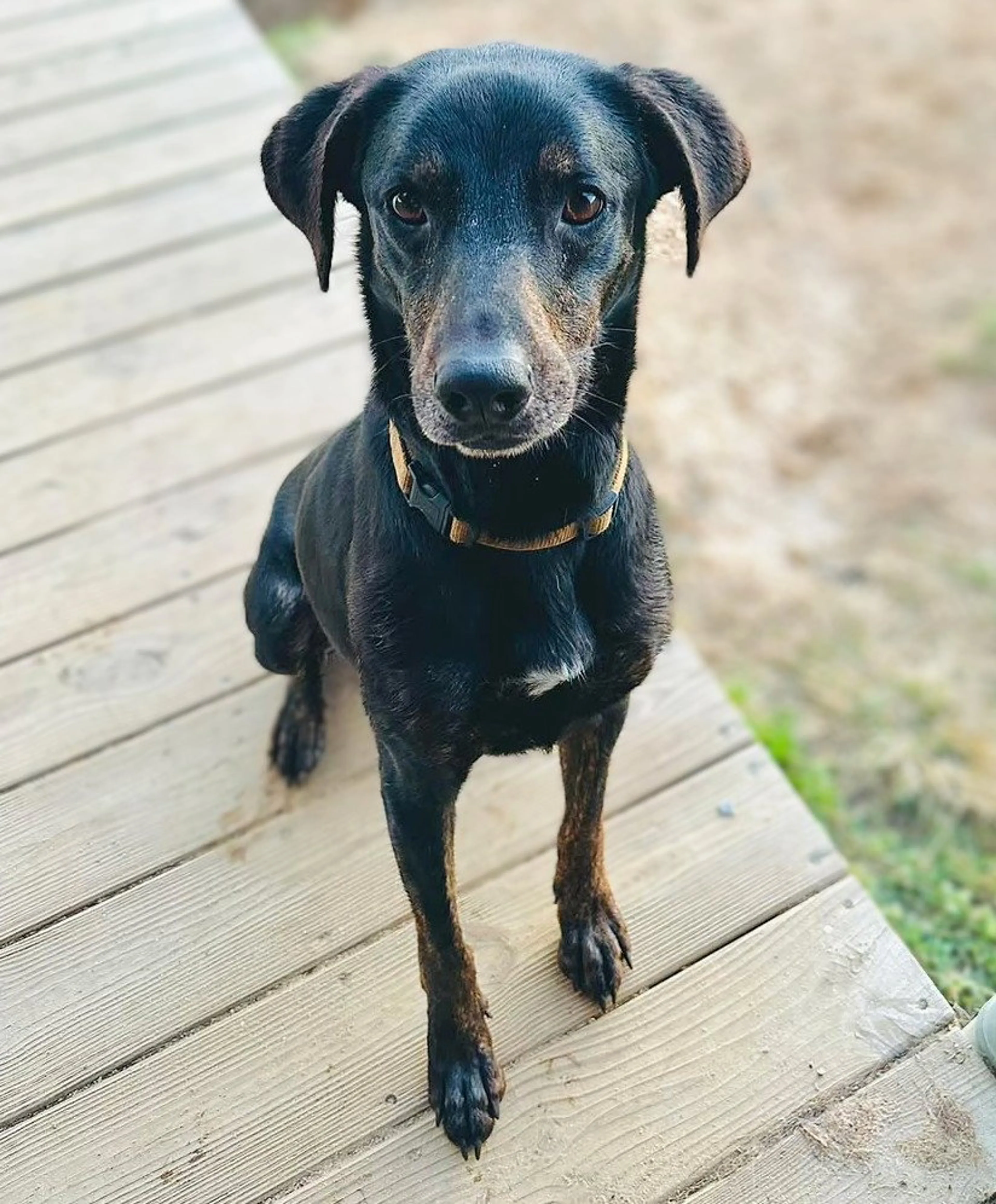 Found pet-3