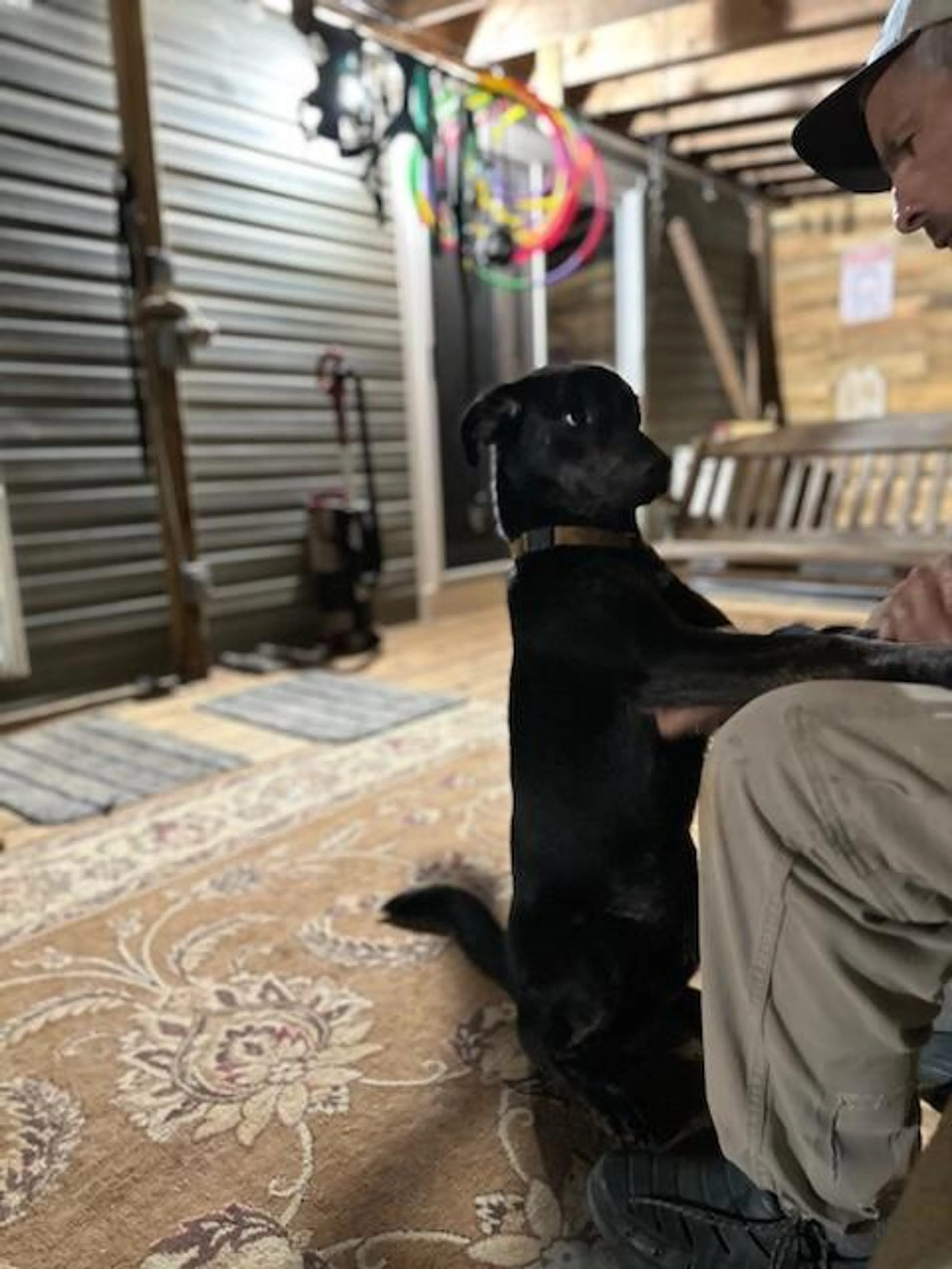 Found pet-11