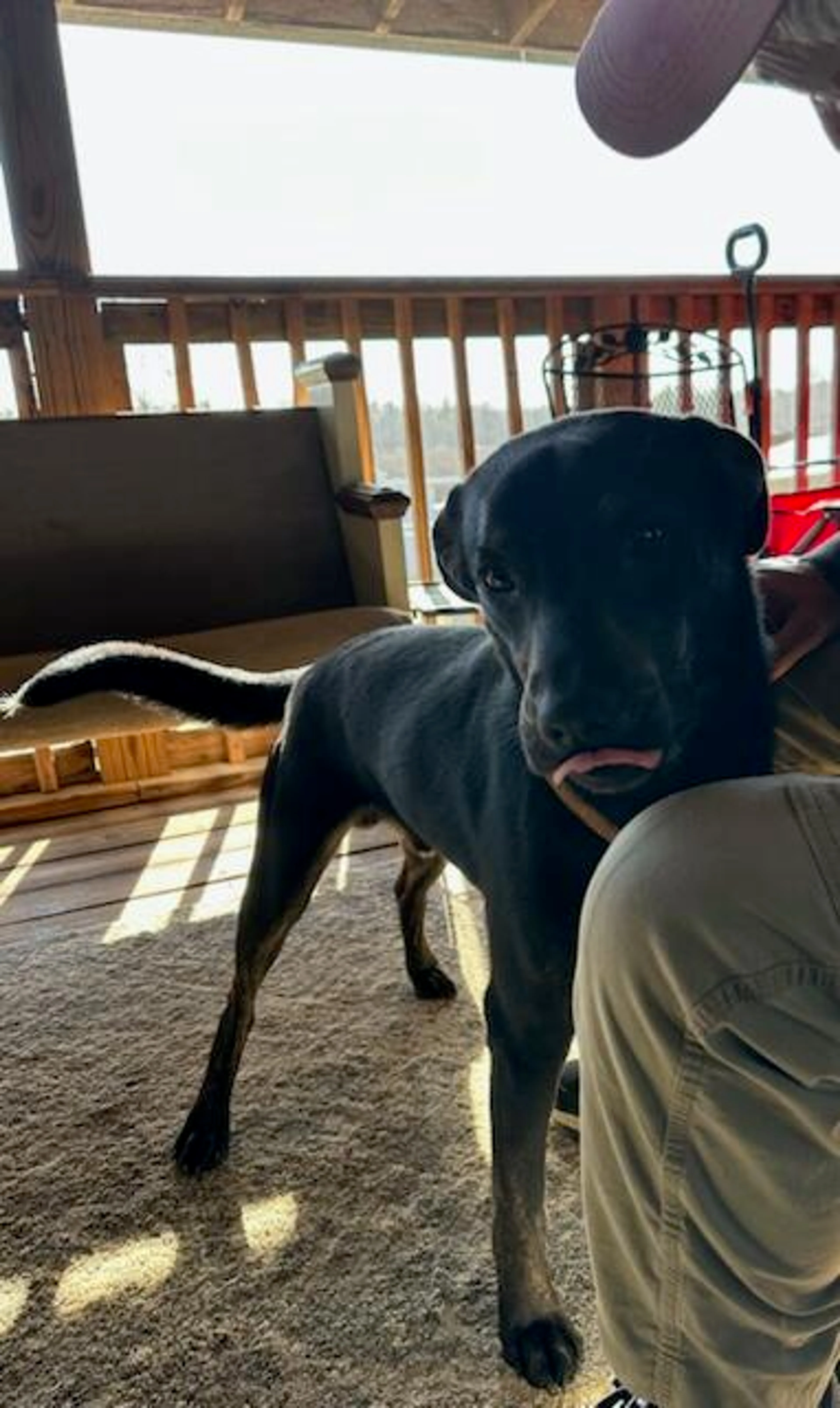 Found pet-8
