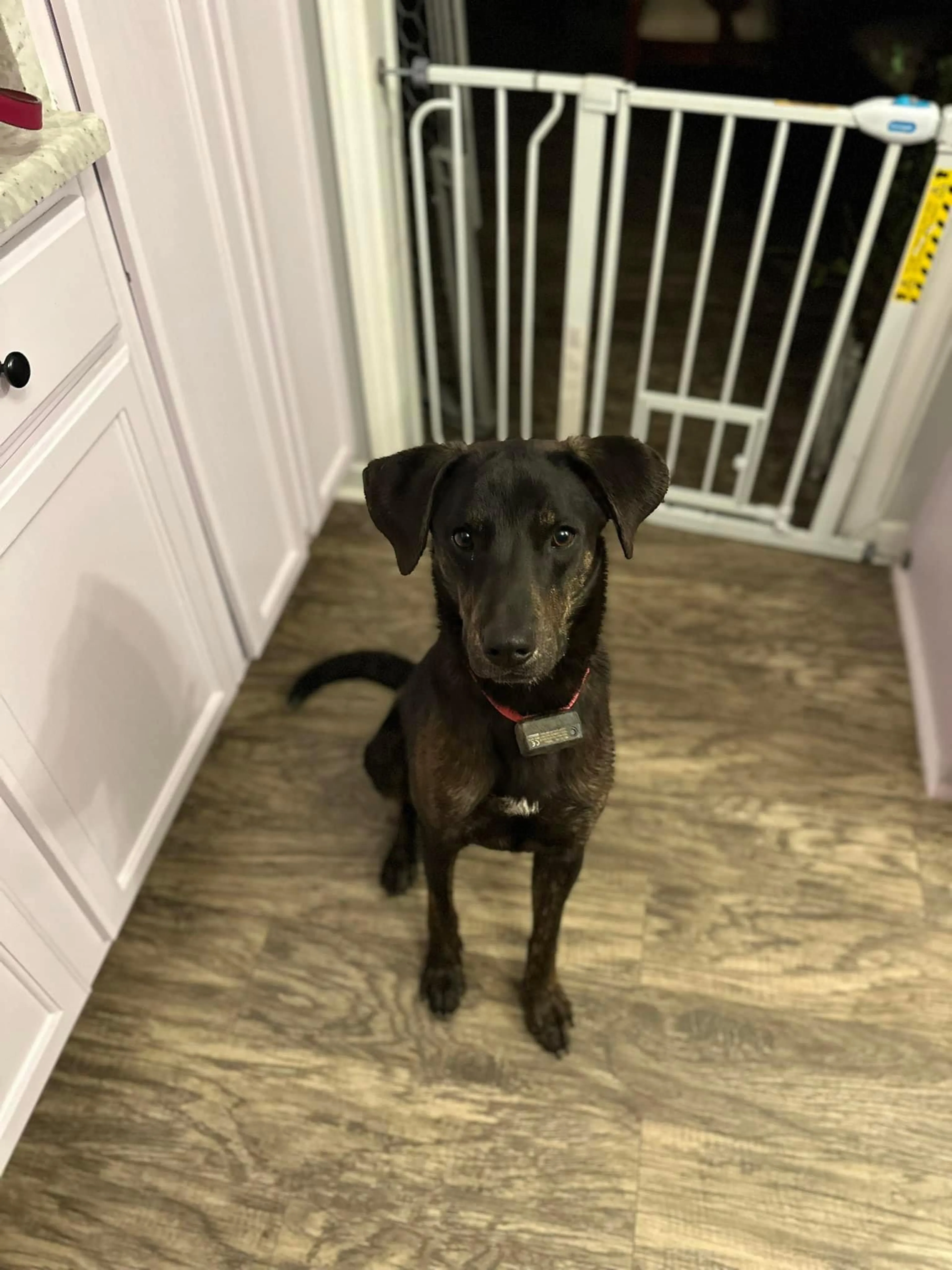 Found pet-7