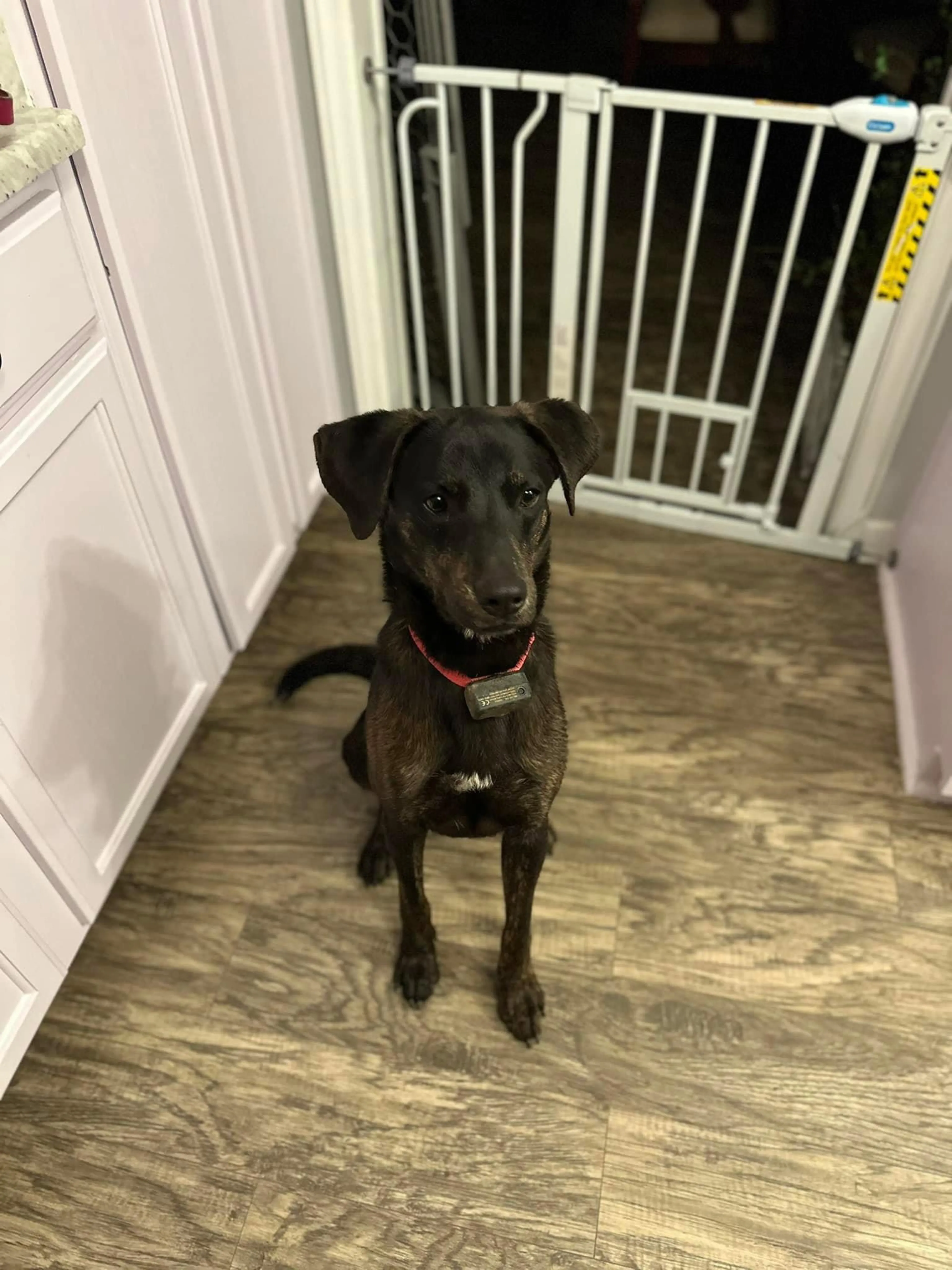Found pet-3