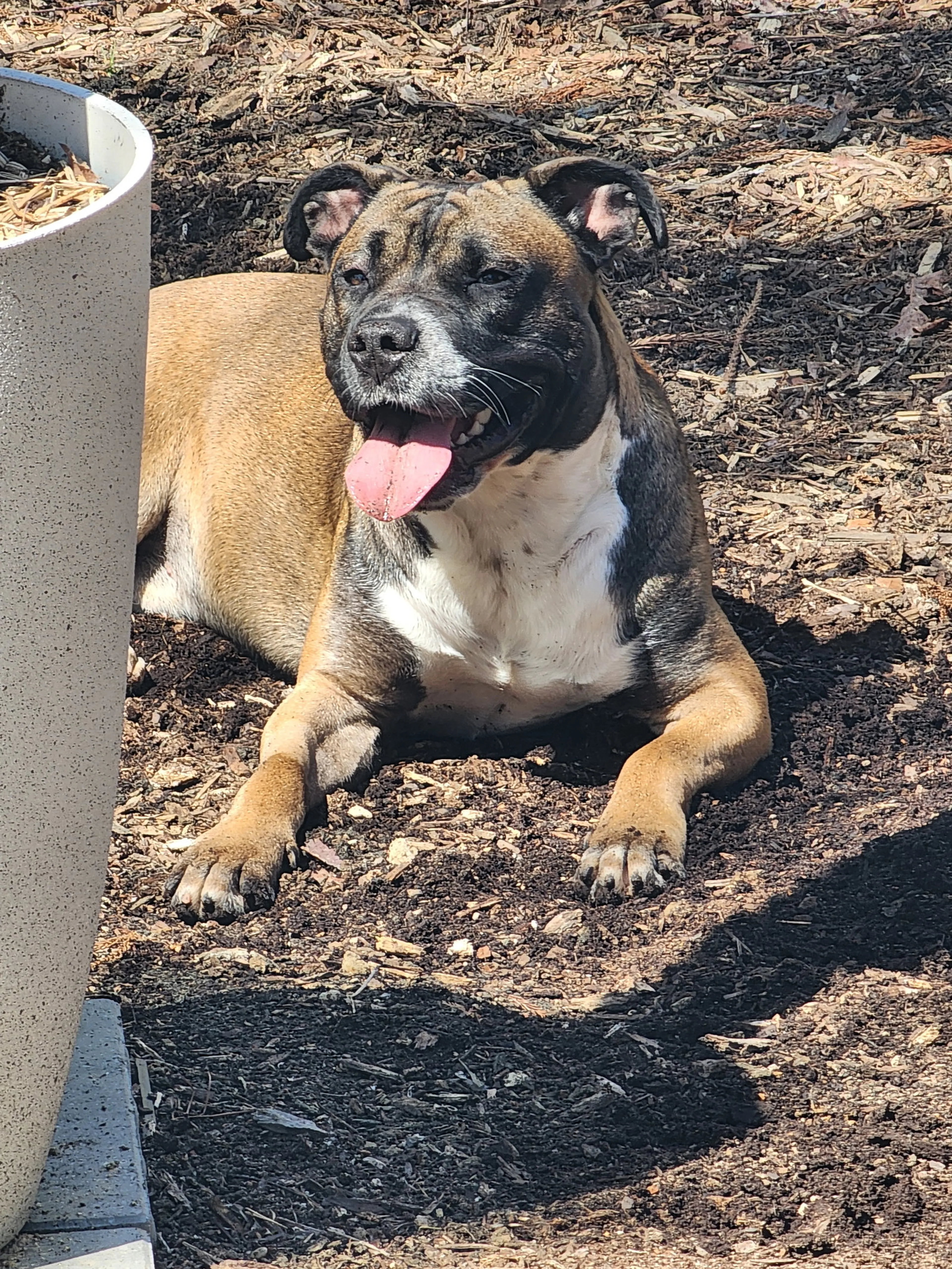 Found pet-22