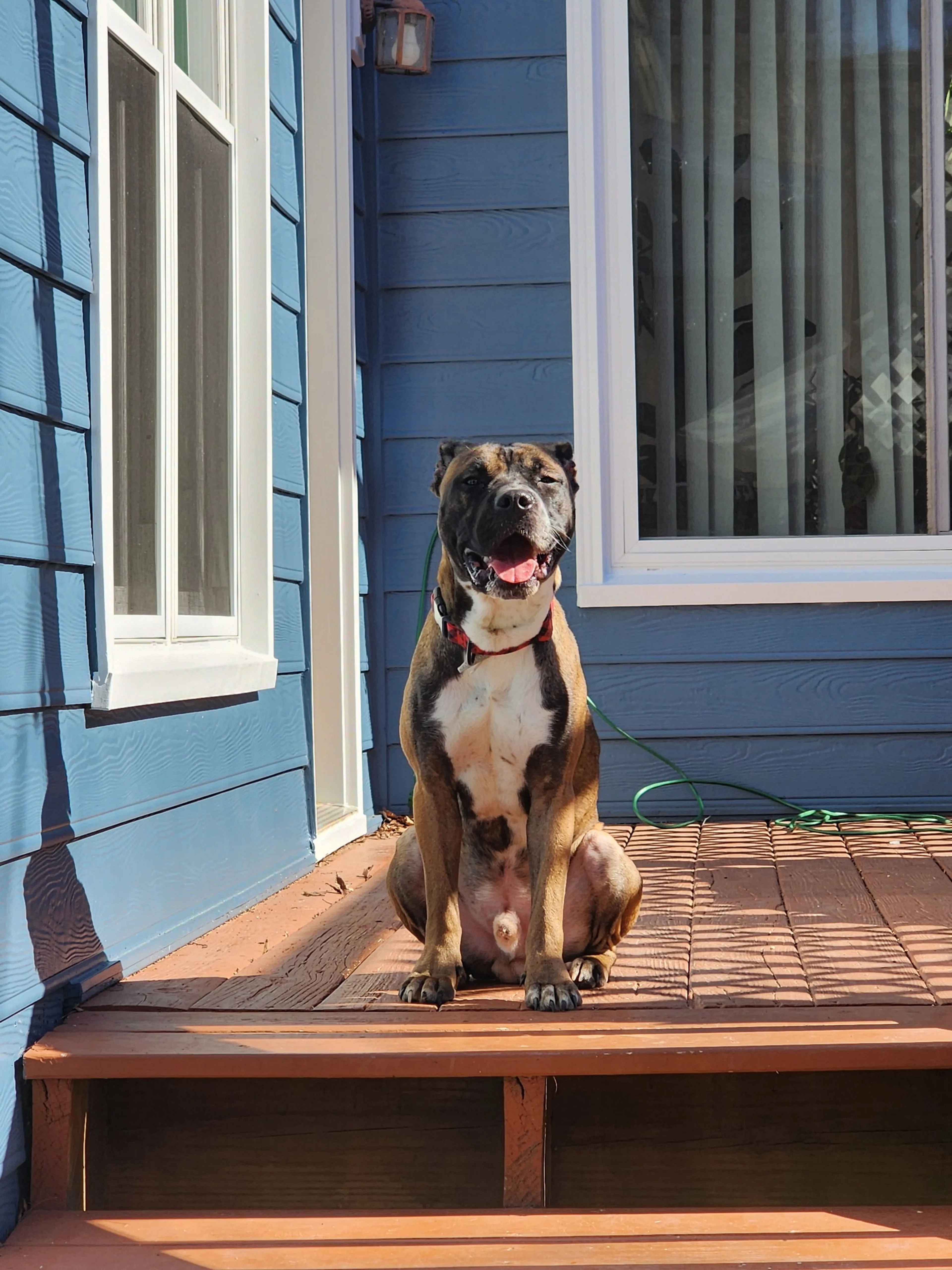 Found pet-8