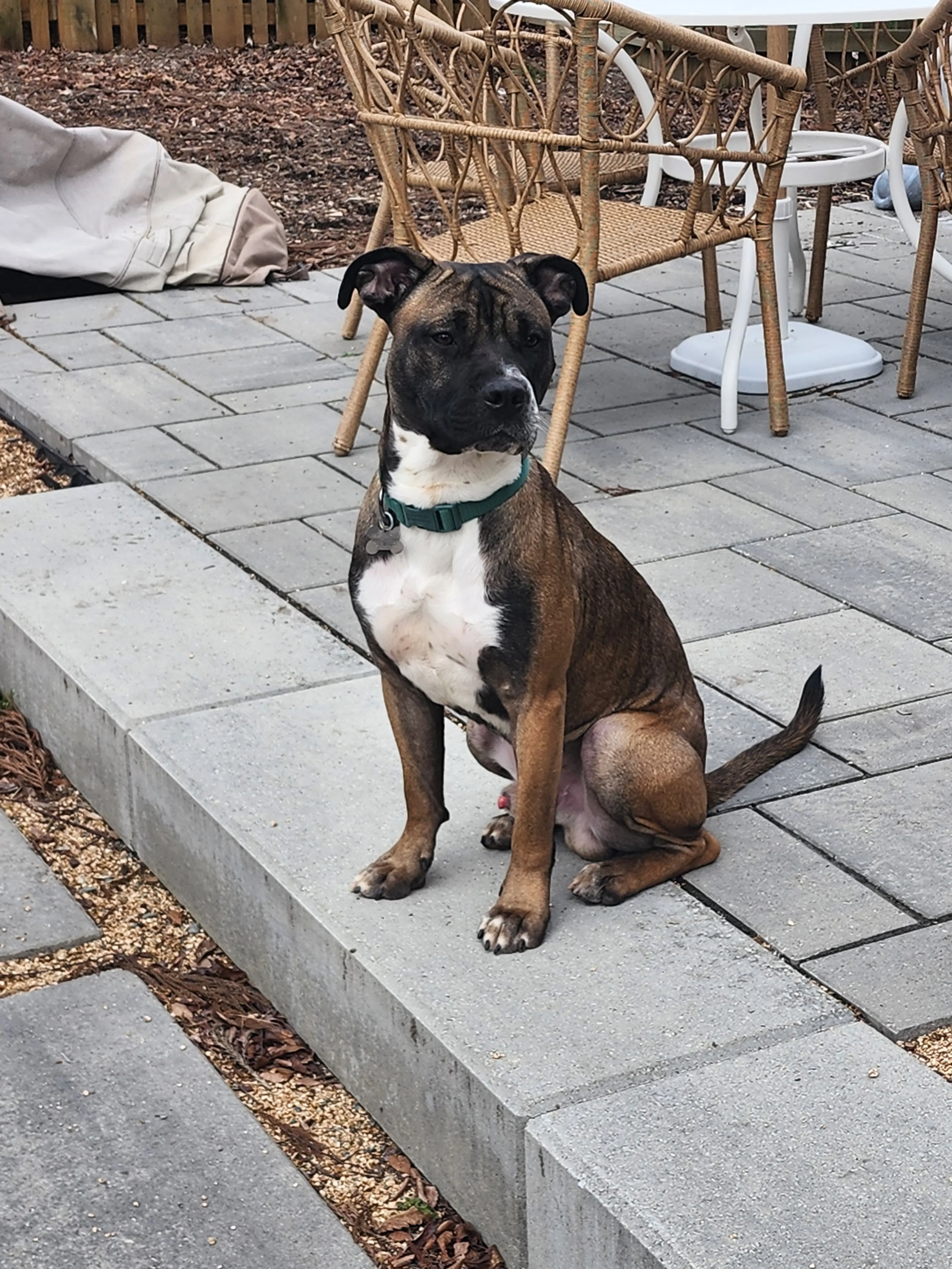 Found pet-13