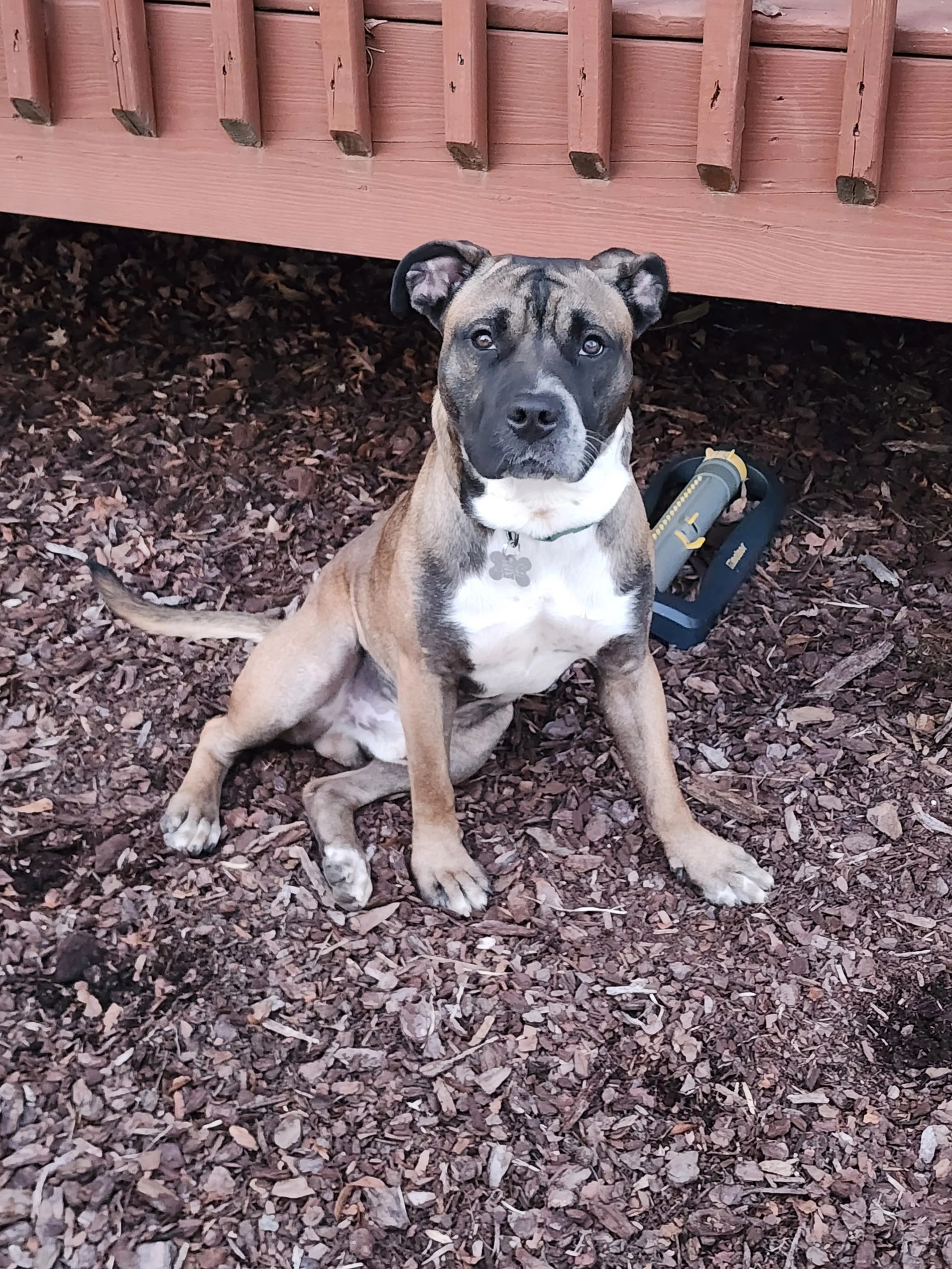 Found pet-19