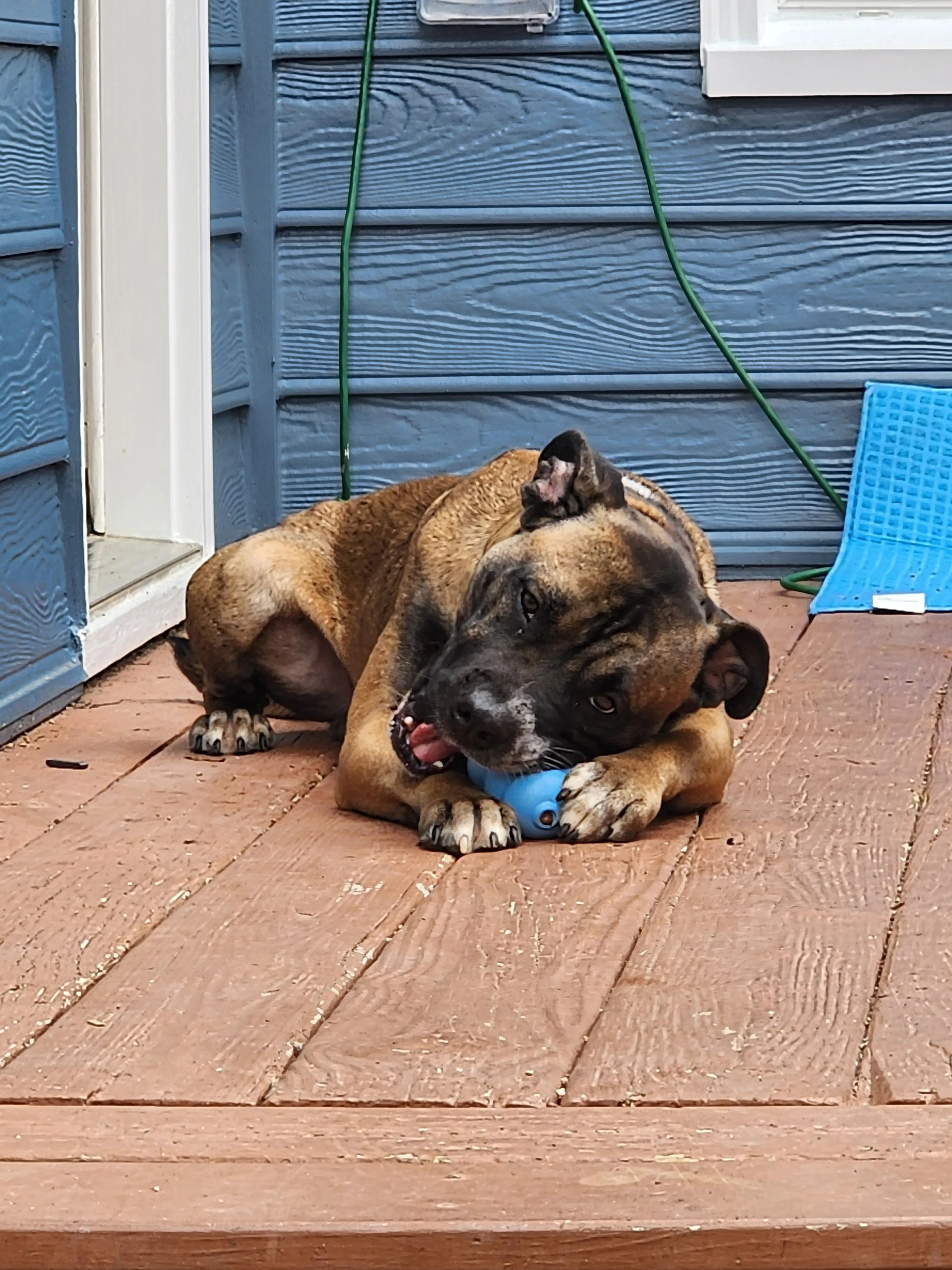 Found pet-16