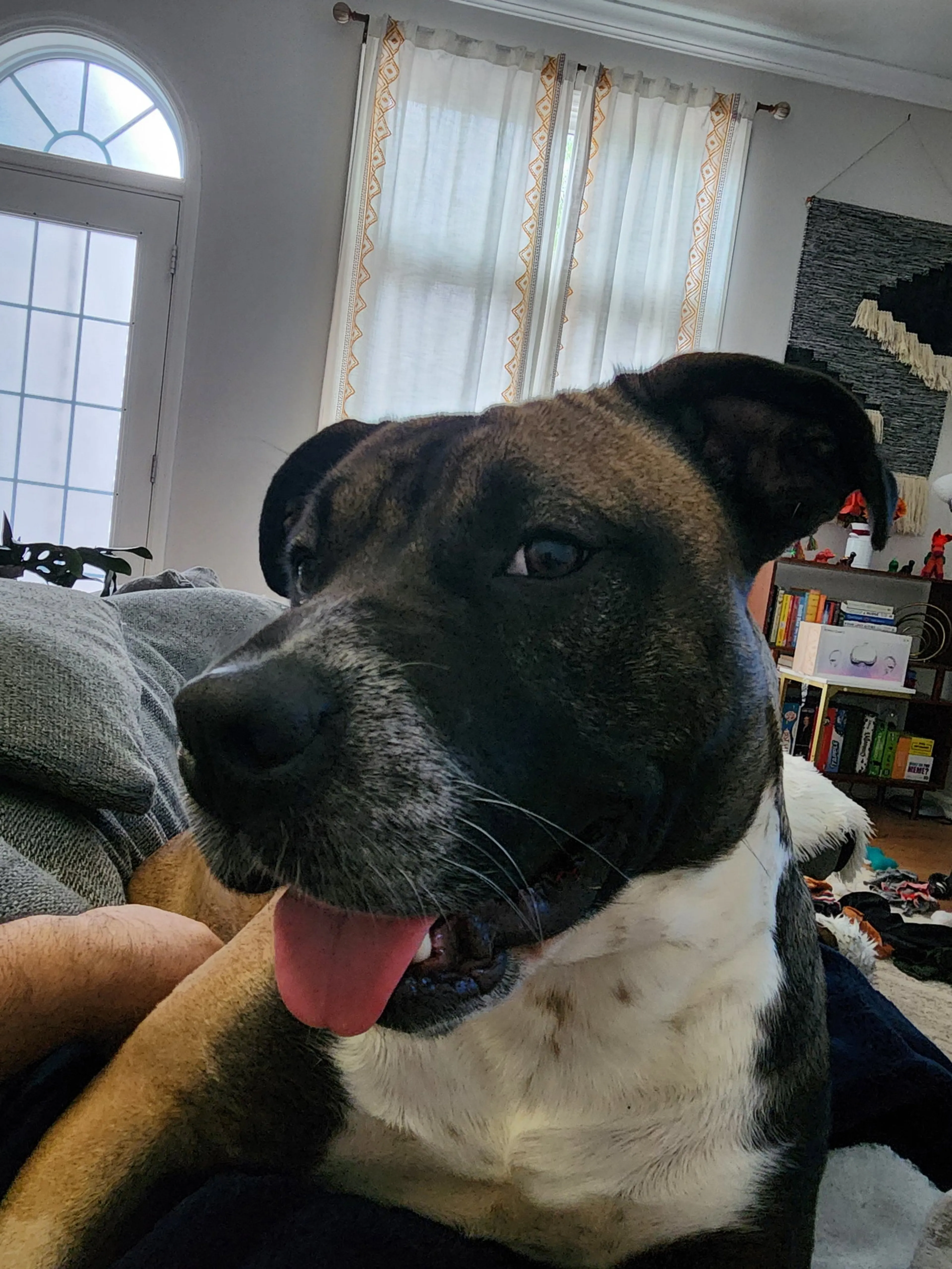 Found pet-20