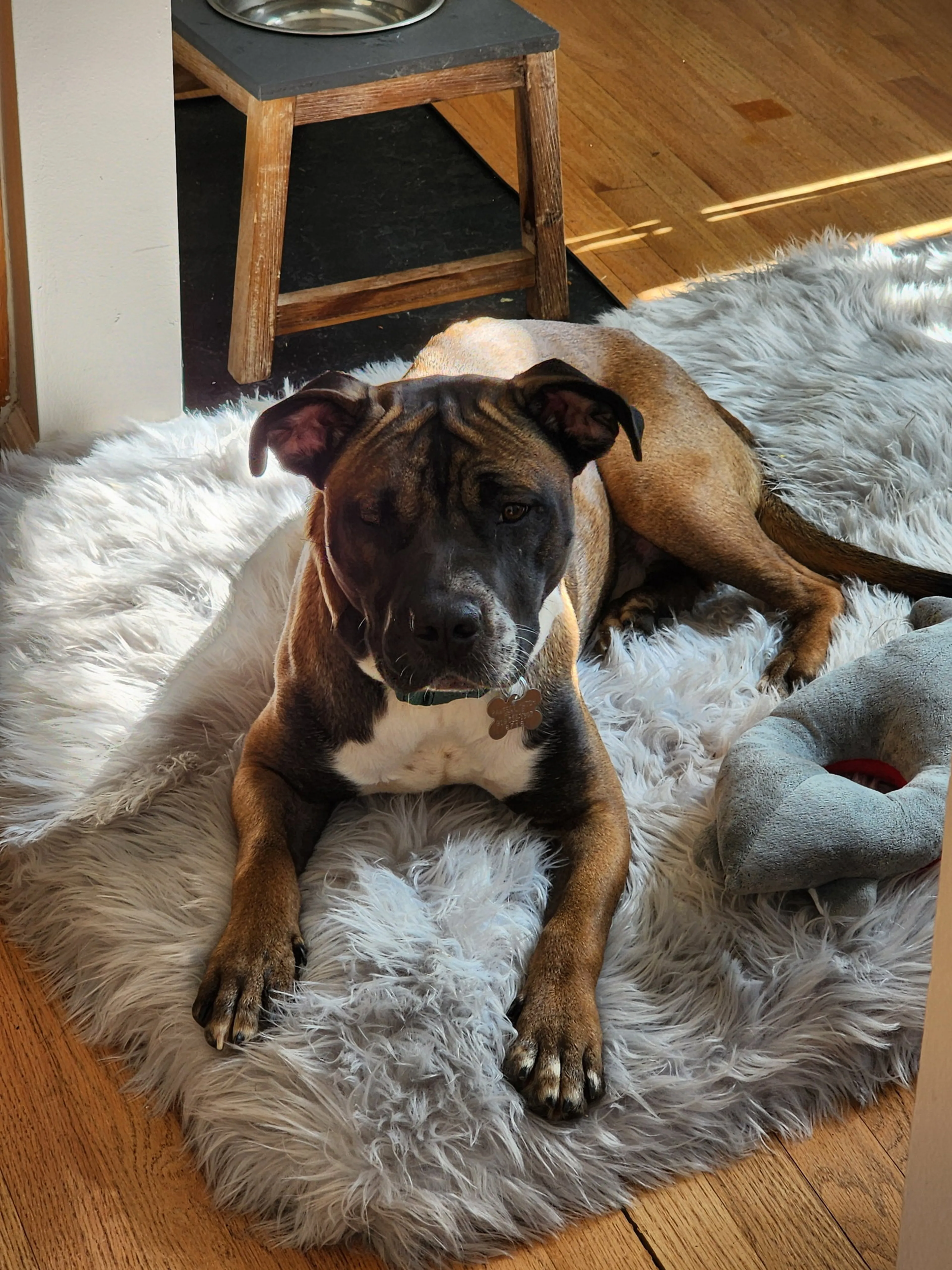 Found pet-6