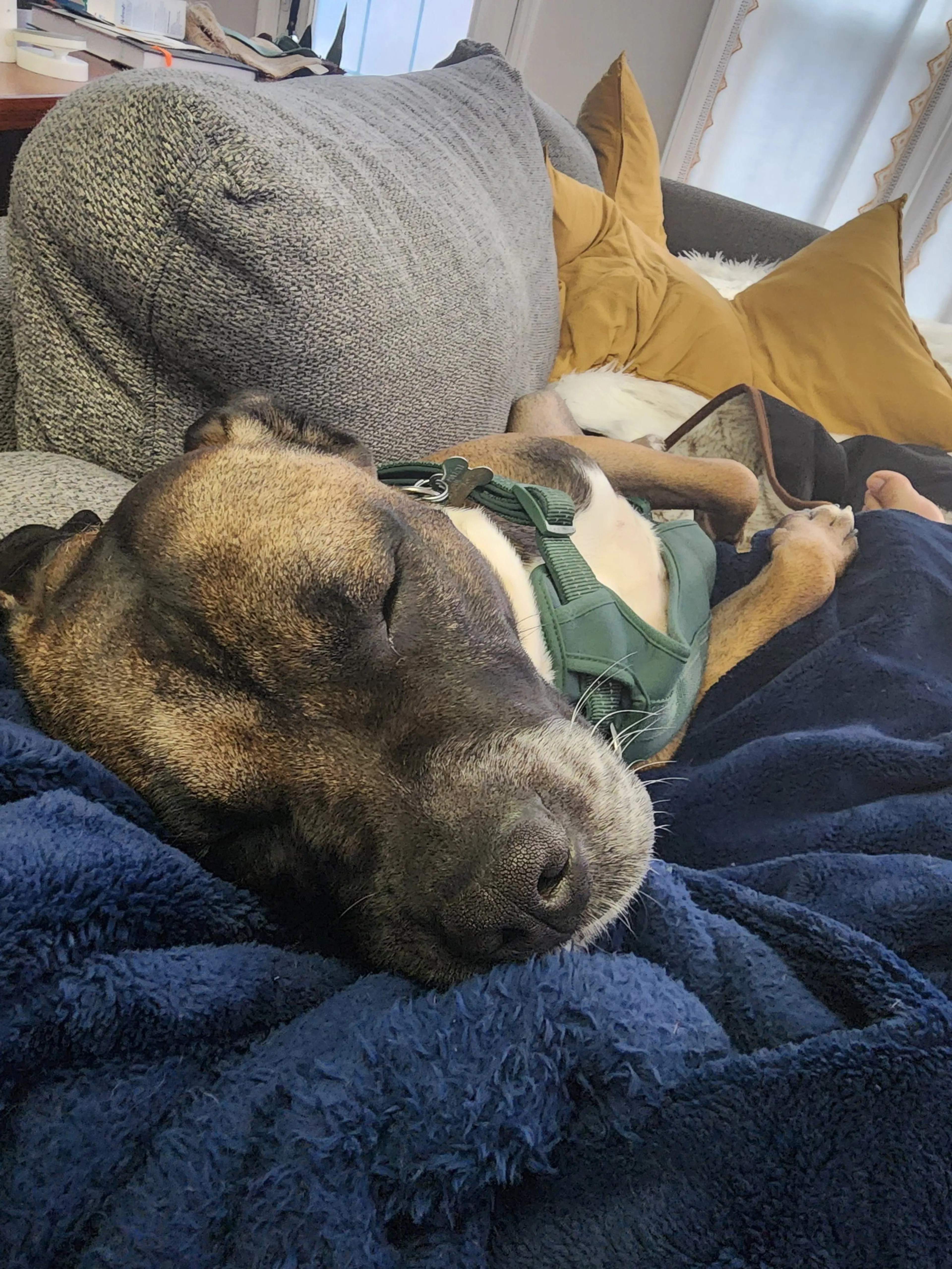 Found pet-17