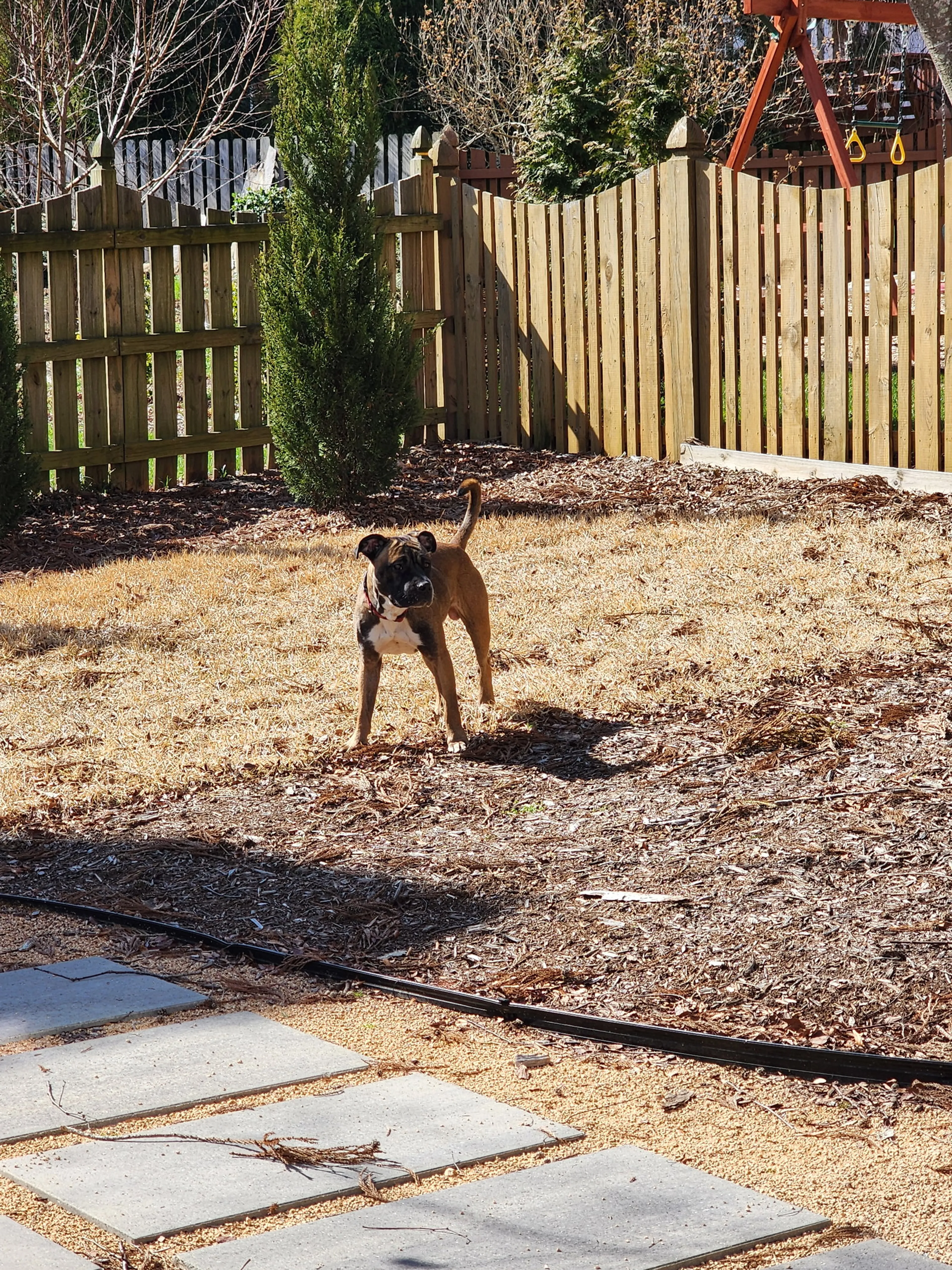 Found pet-11