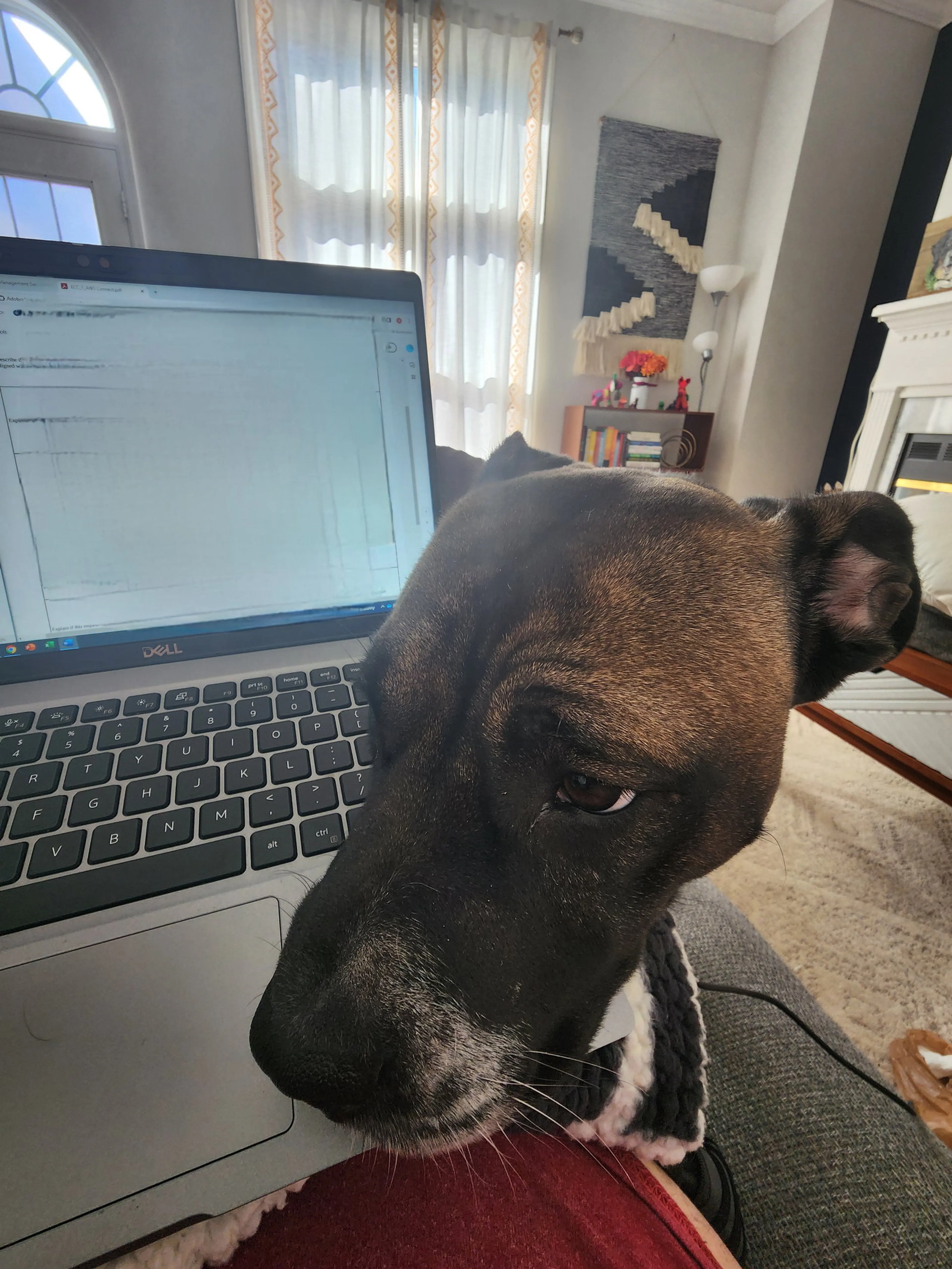 Found pet-4