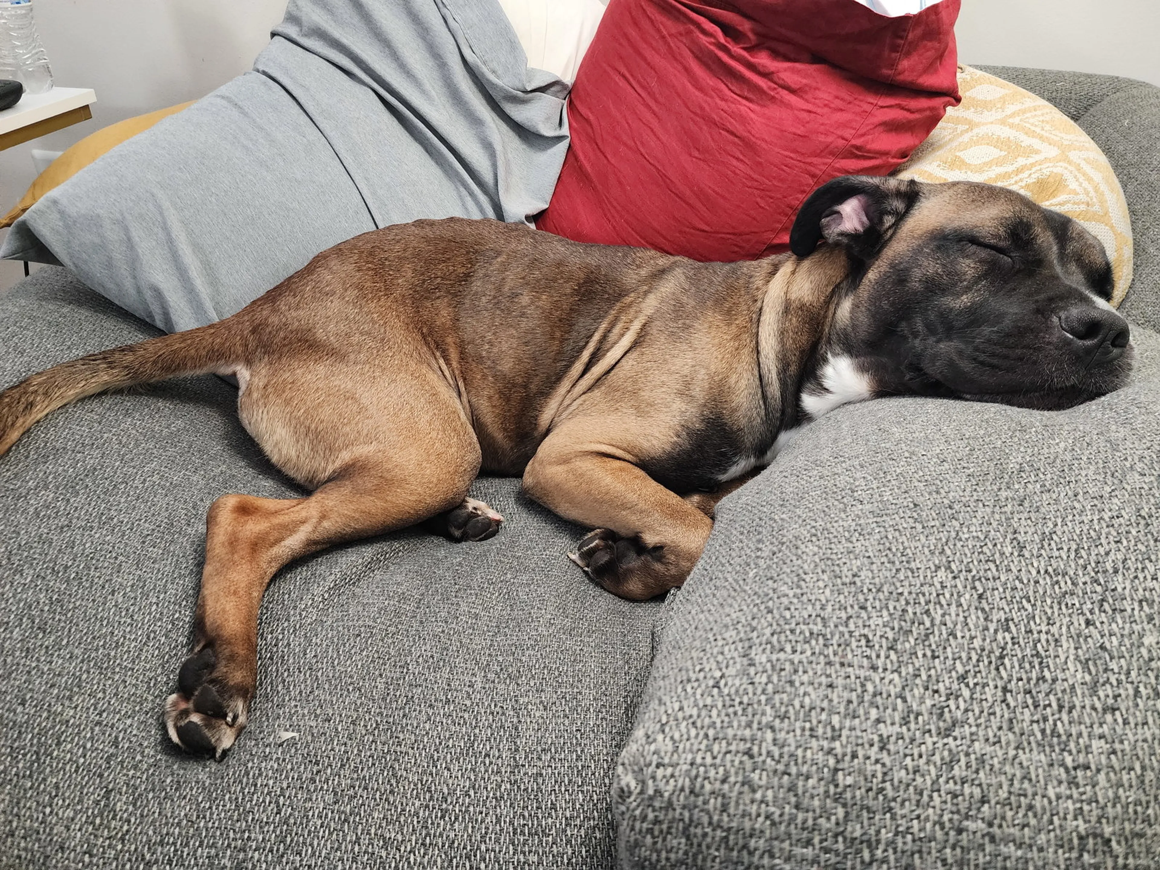 Found pet-9