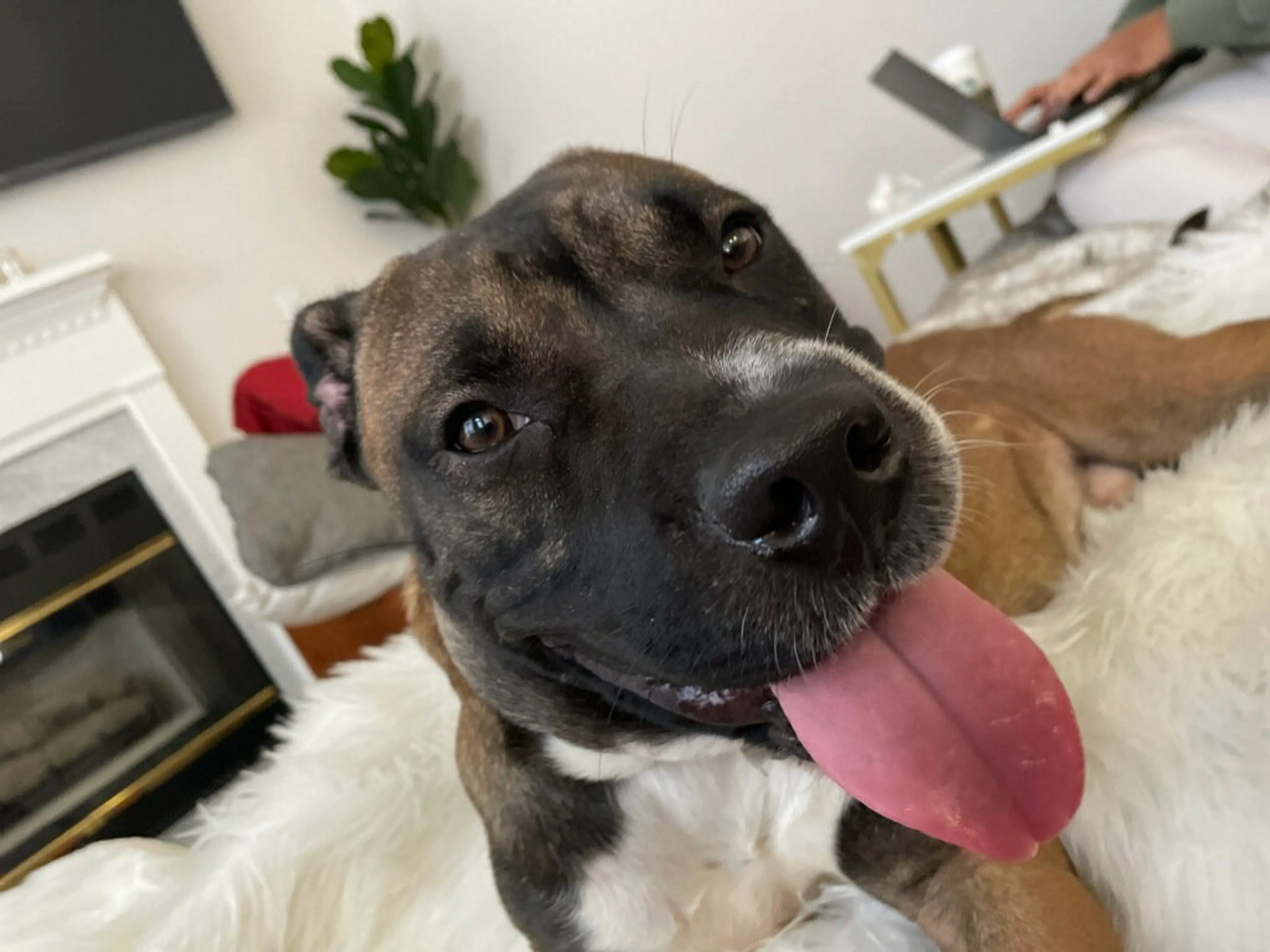 Found pet-2