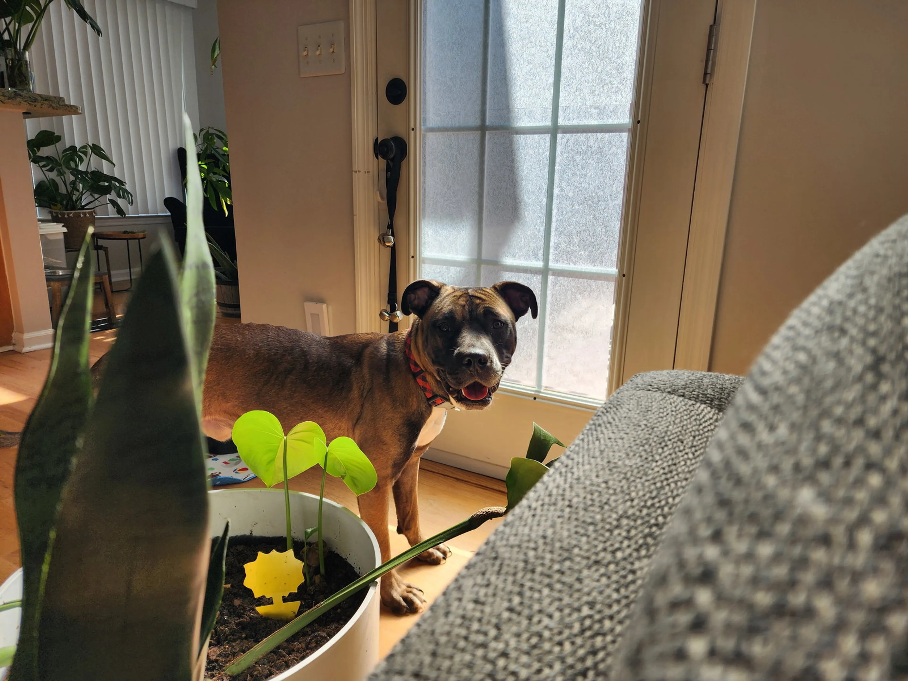 Found pet-7