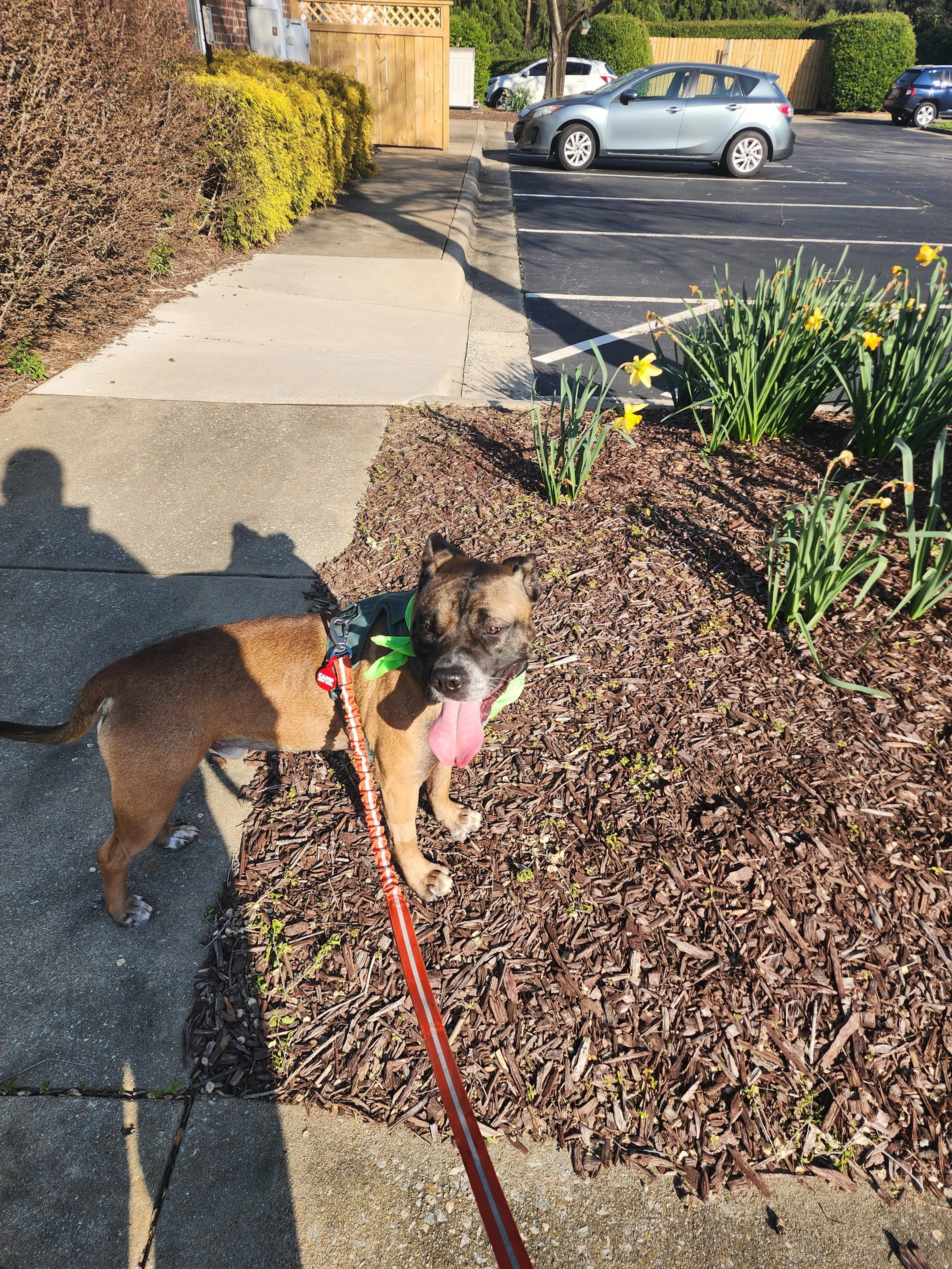 Found pet-24