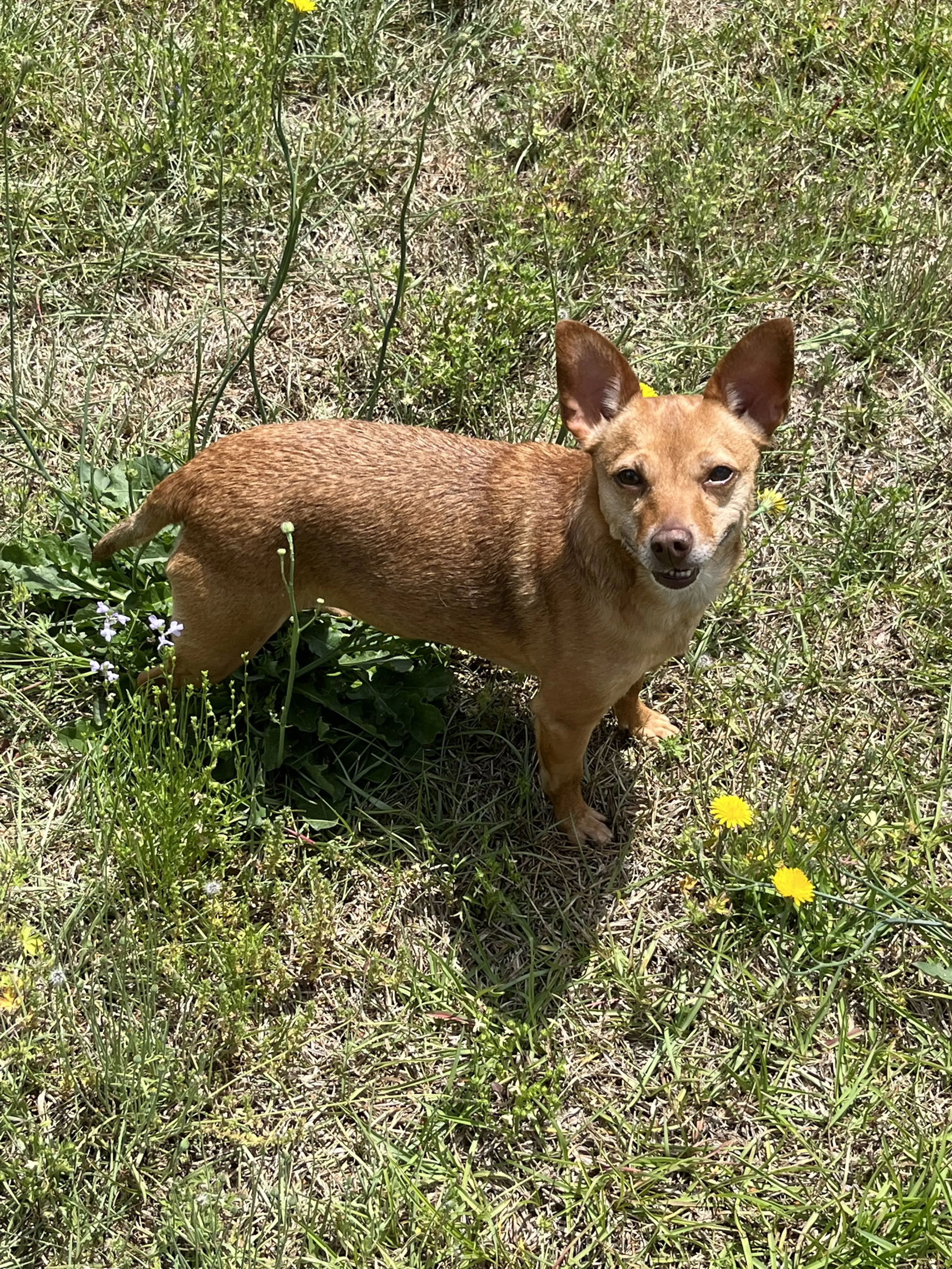 Found pet-1