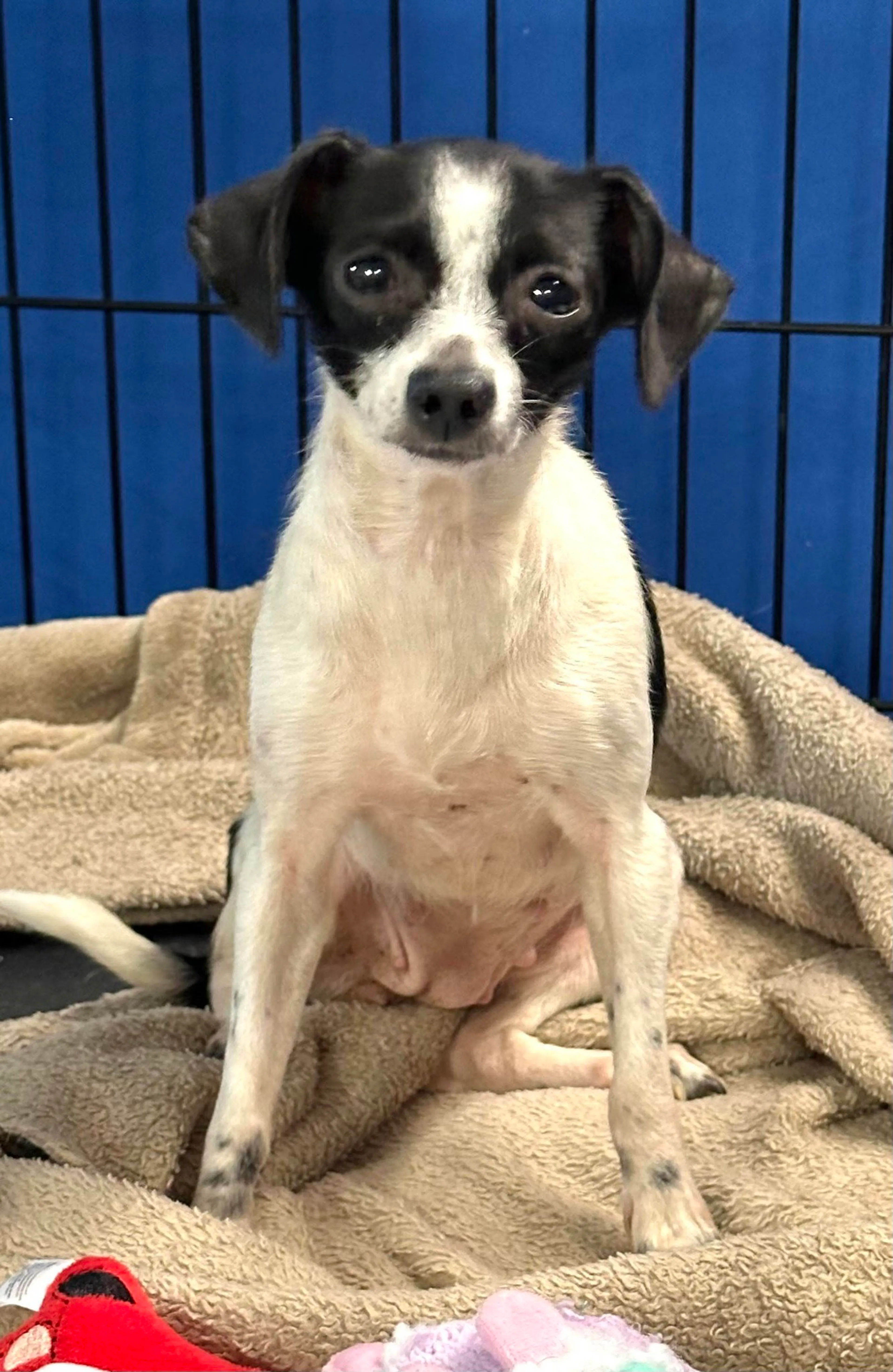 cdn image