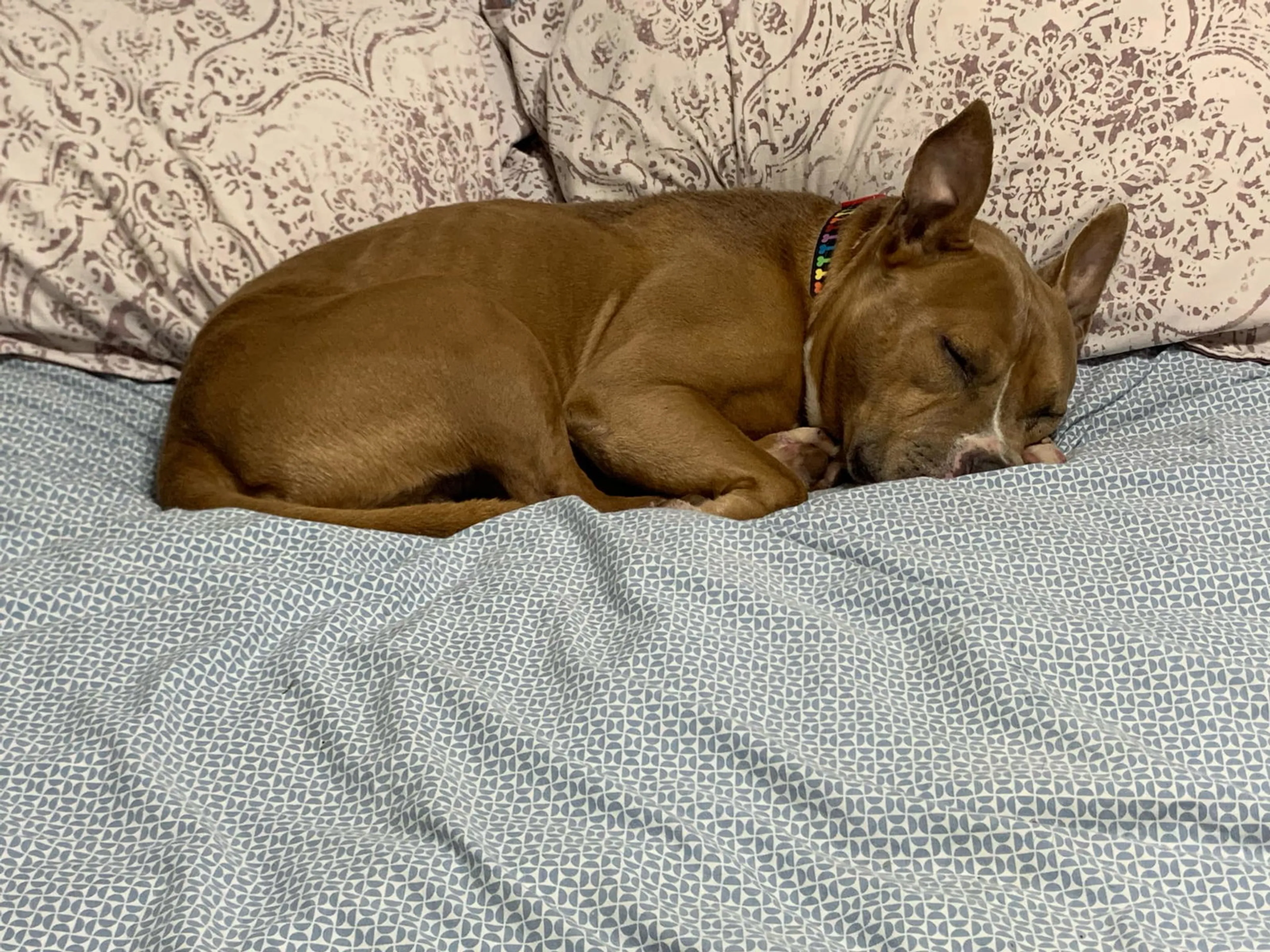 Found pet-2