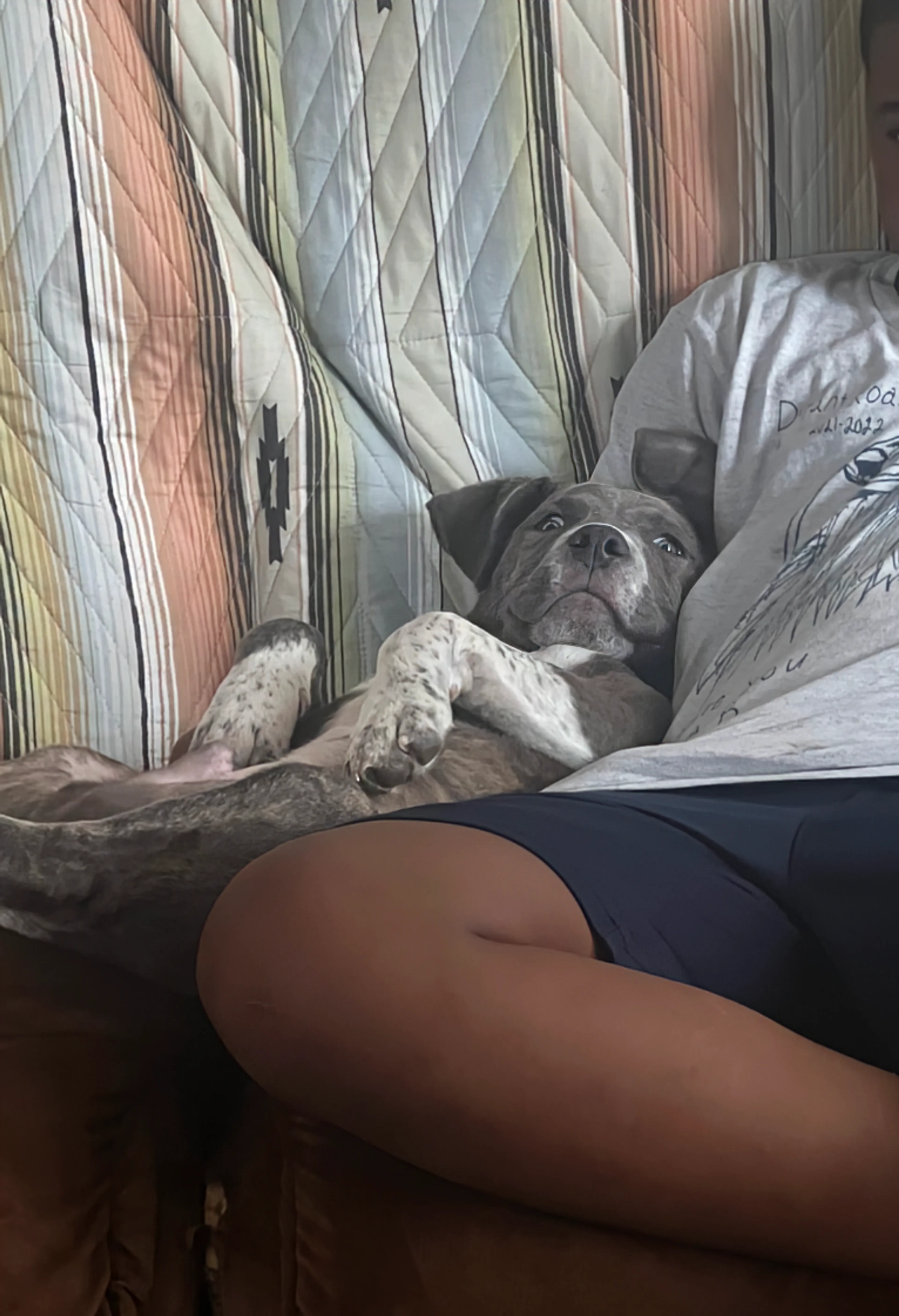 Found pet-10