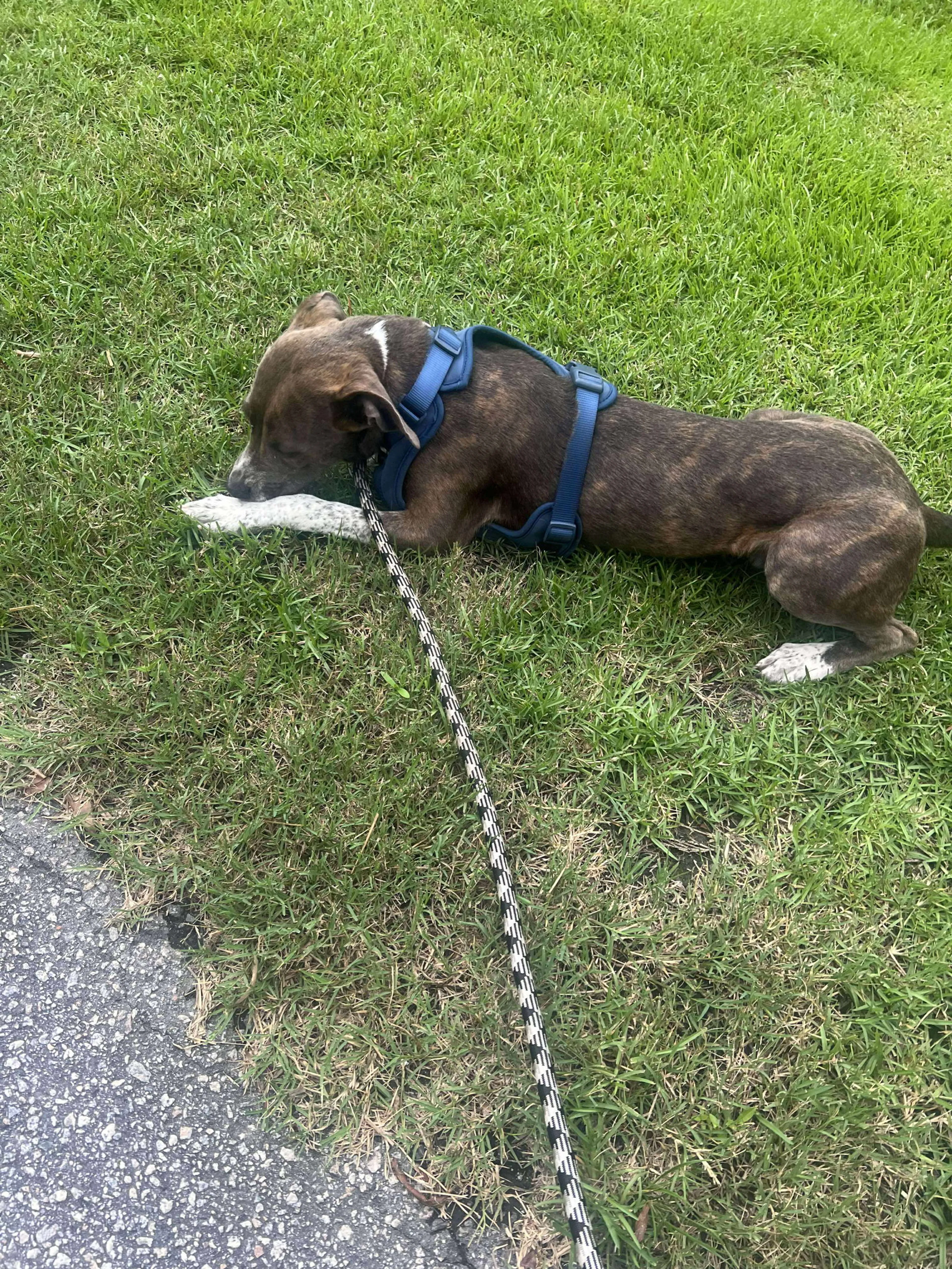 Found pet-9