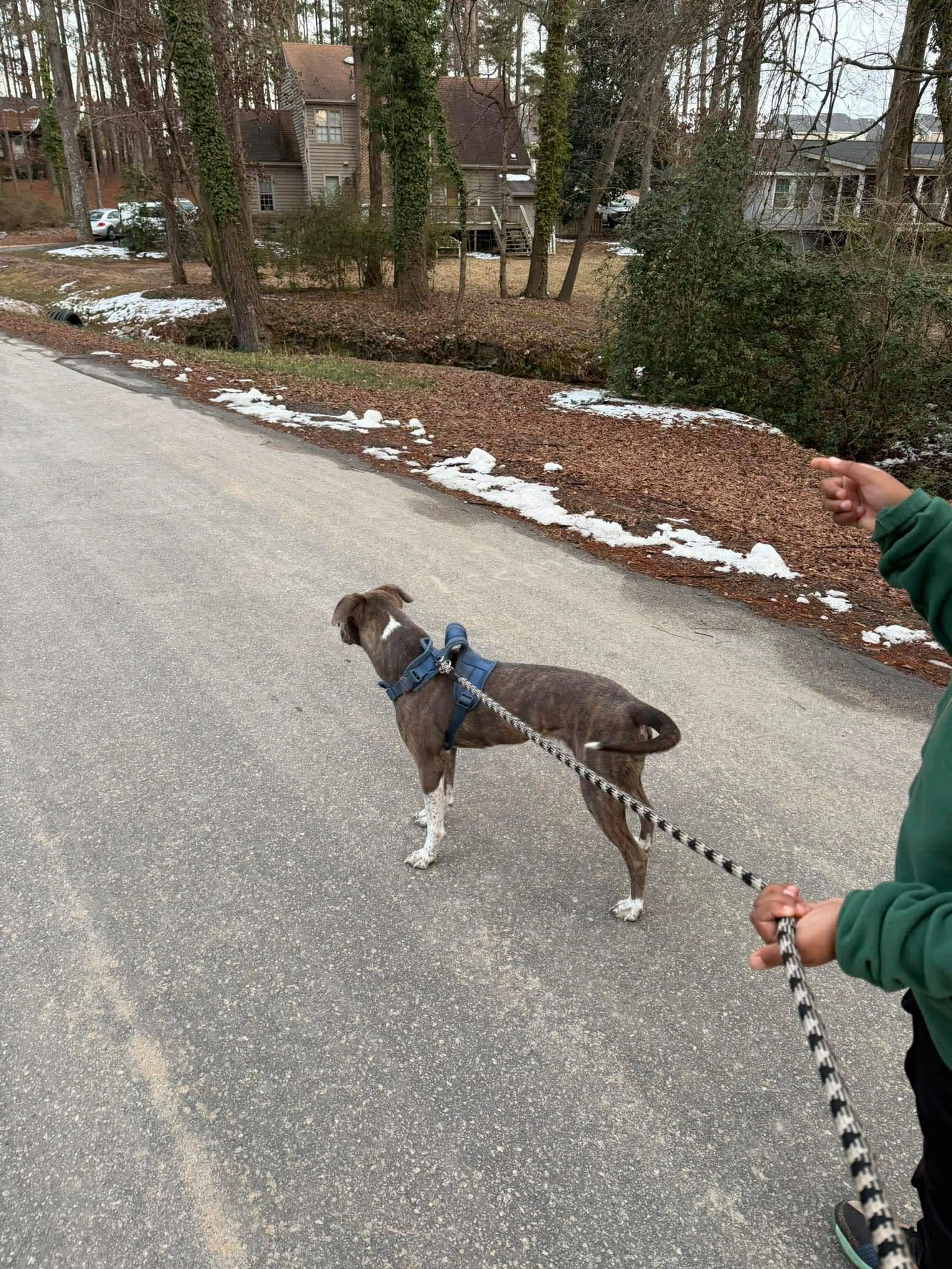 Found pet-6