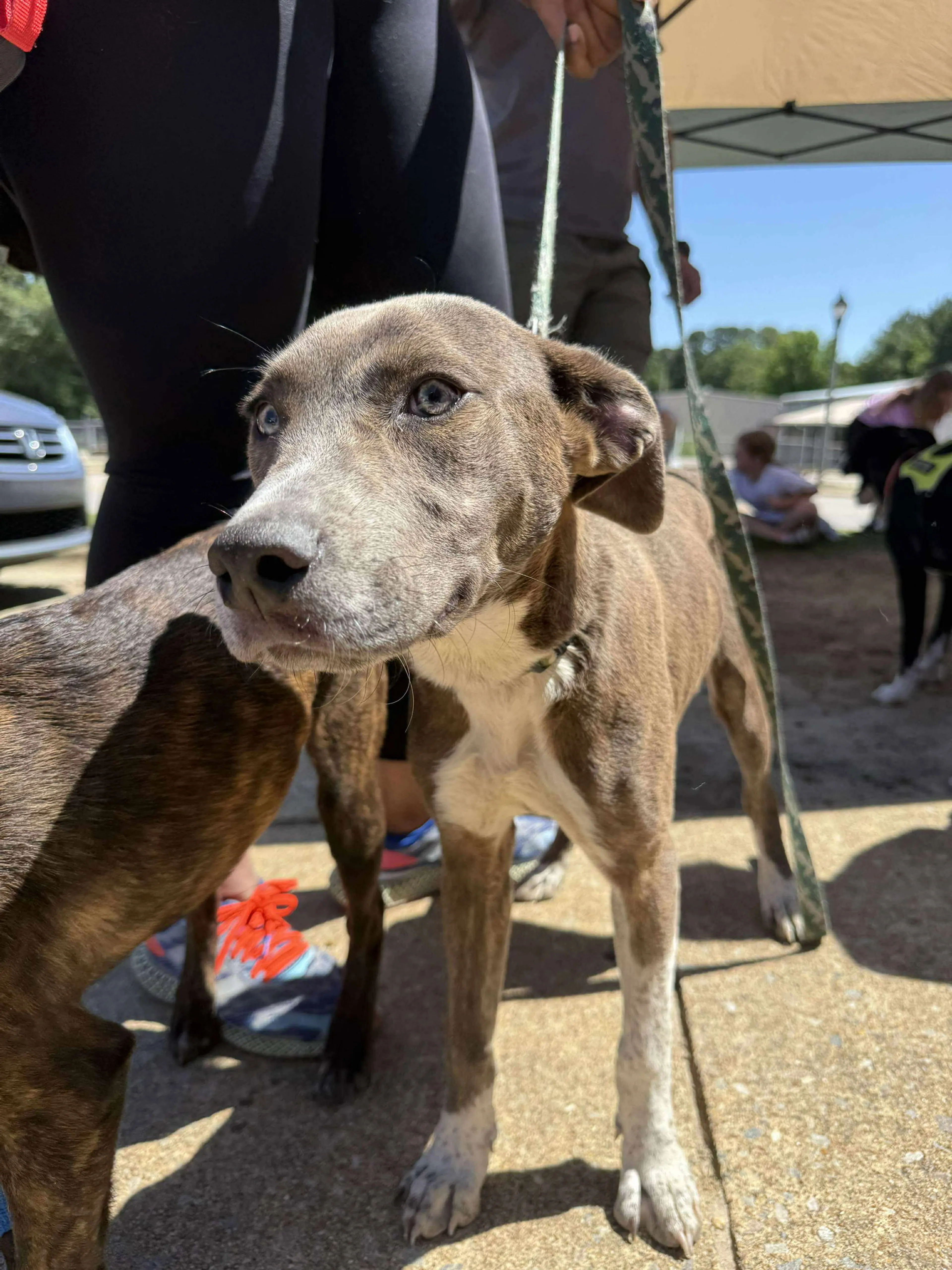 Found pet-5