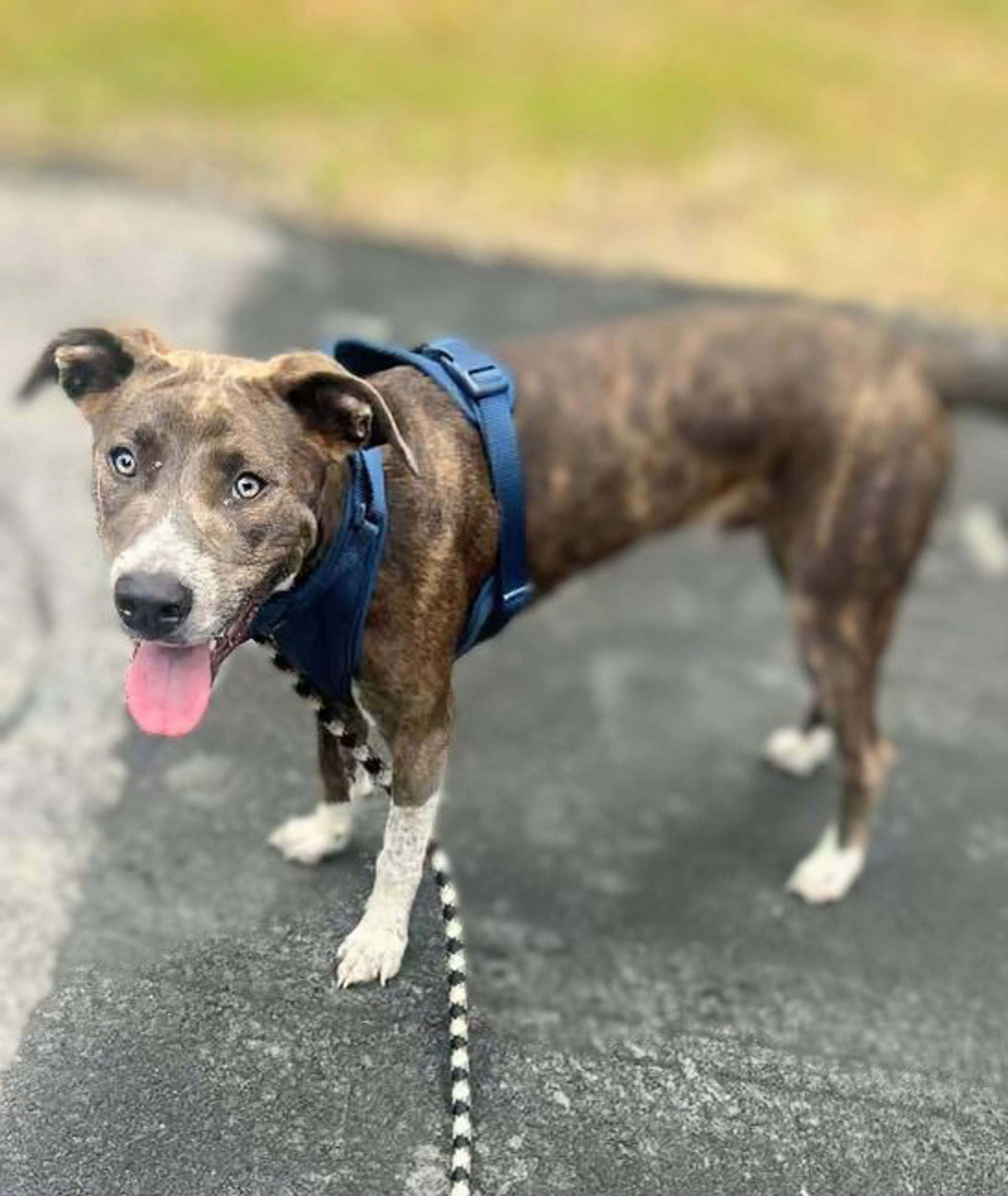 Found pet-1