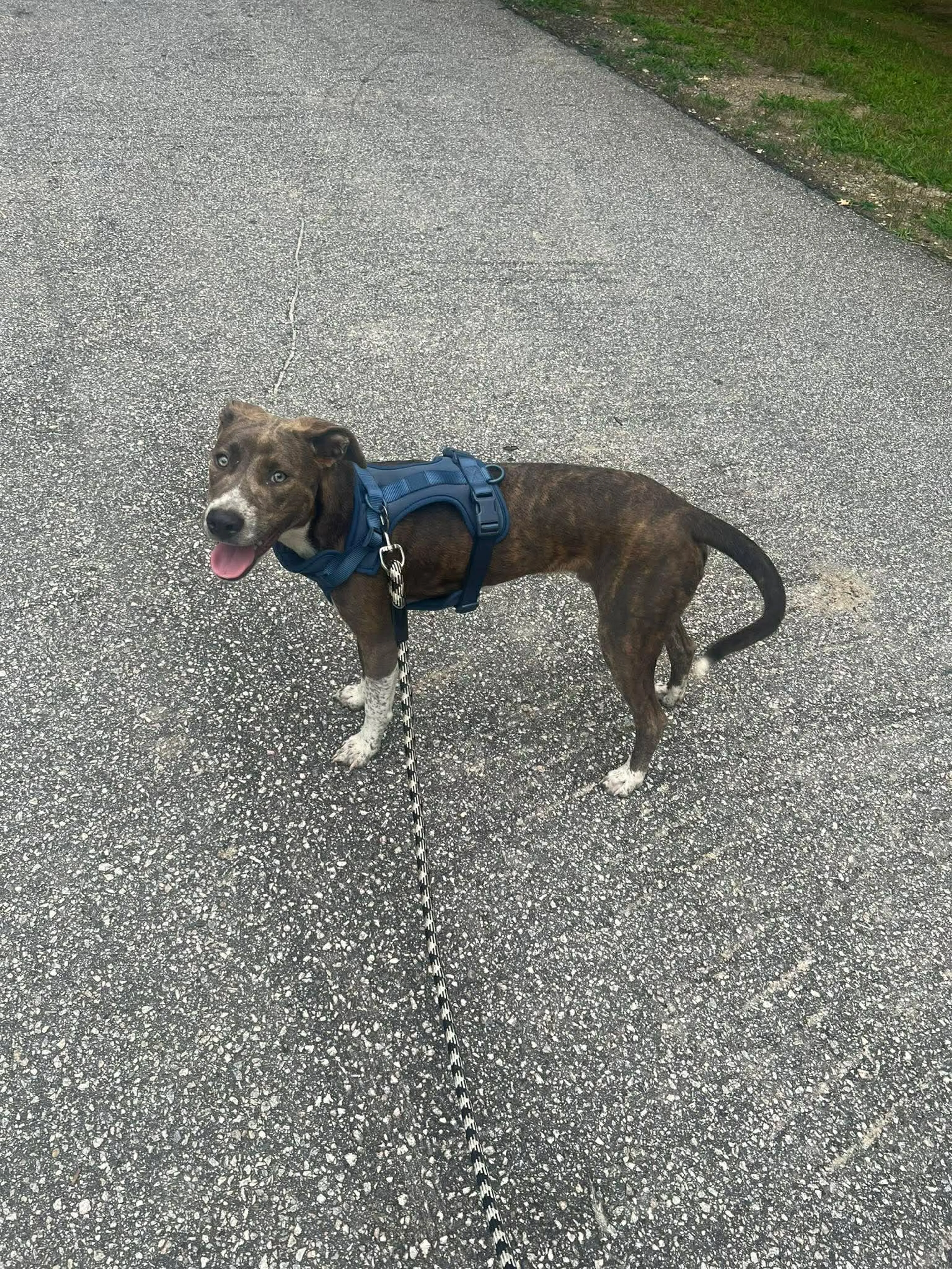 Found pet-4