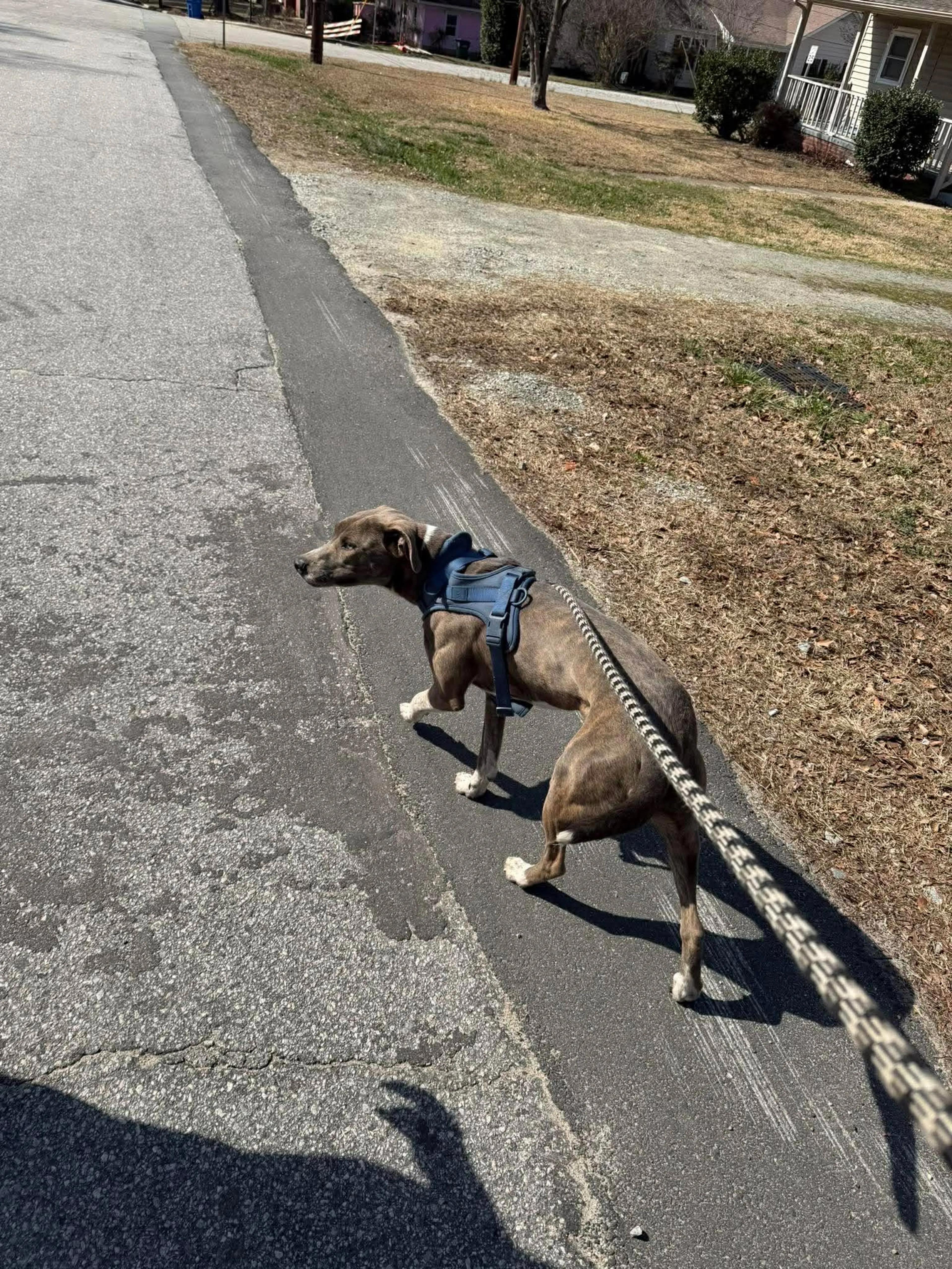 Found pet-7