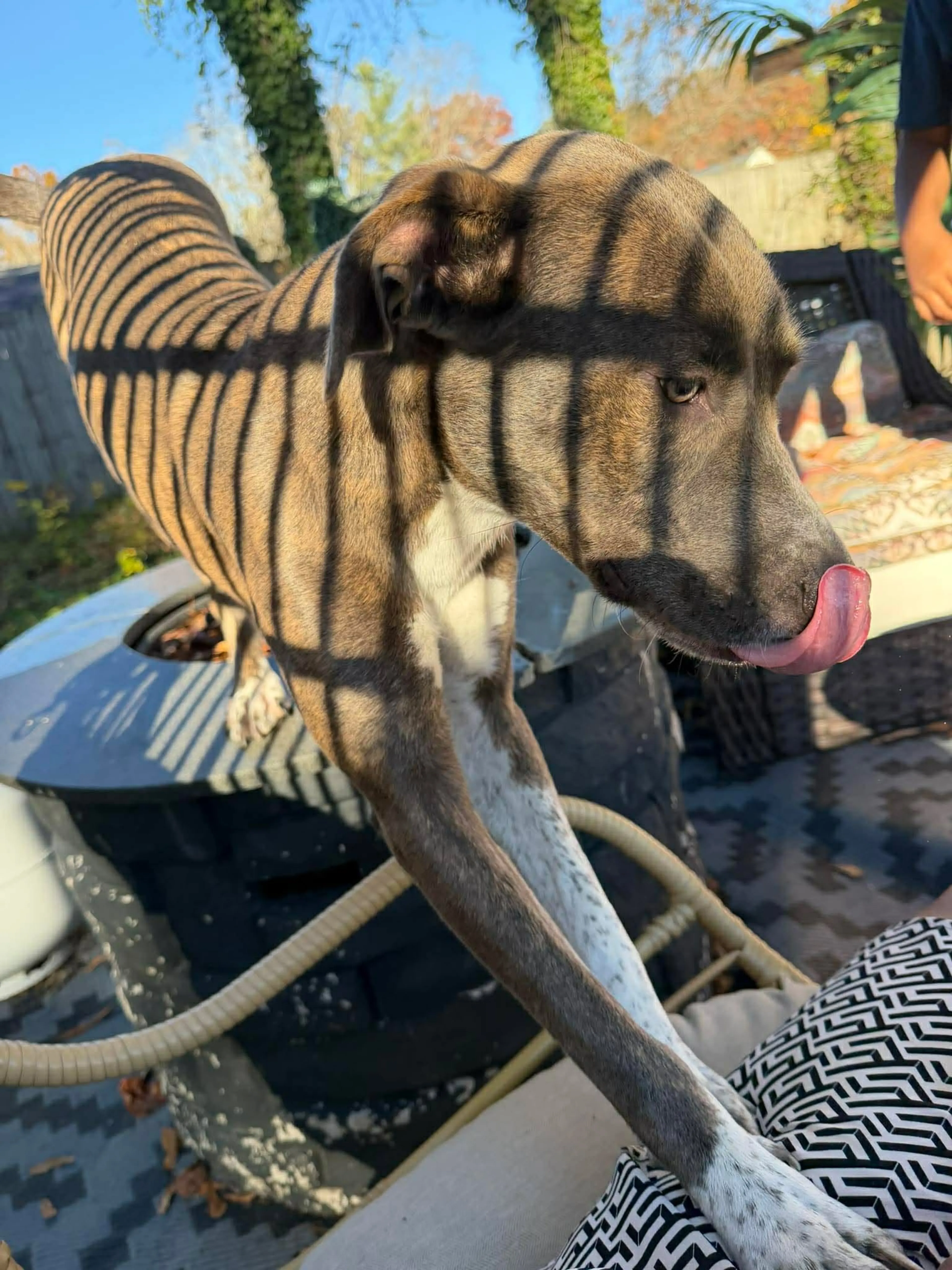 Found pet-3