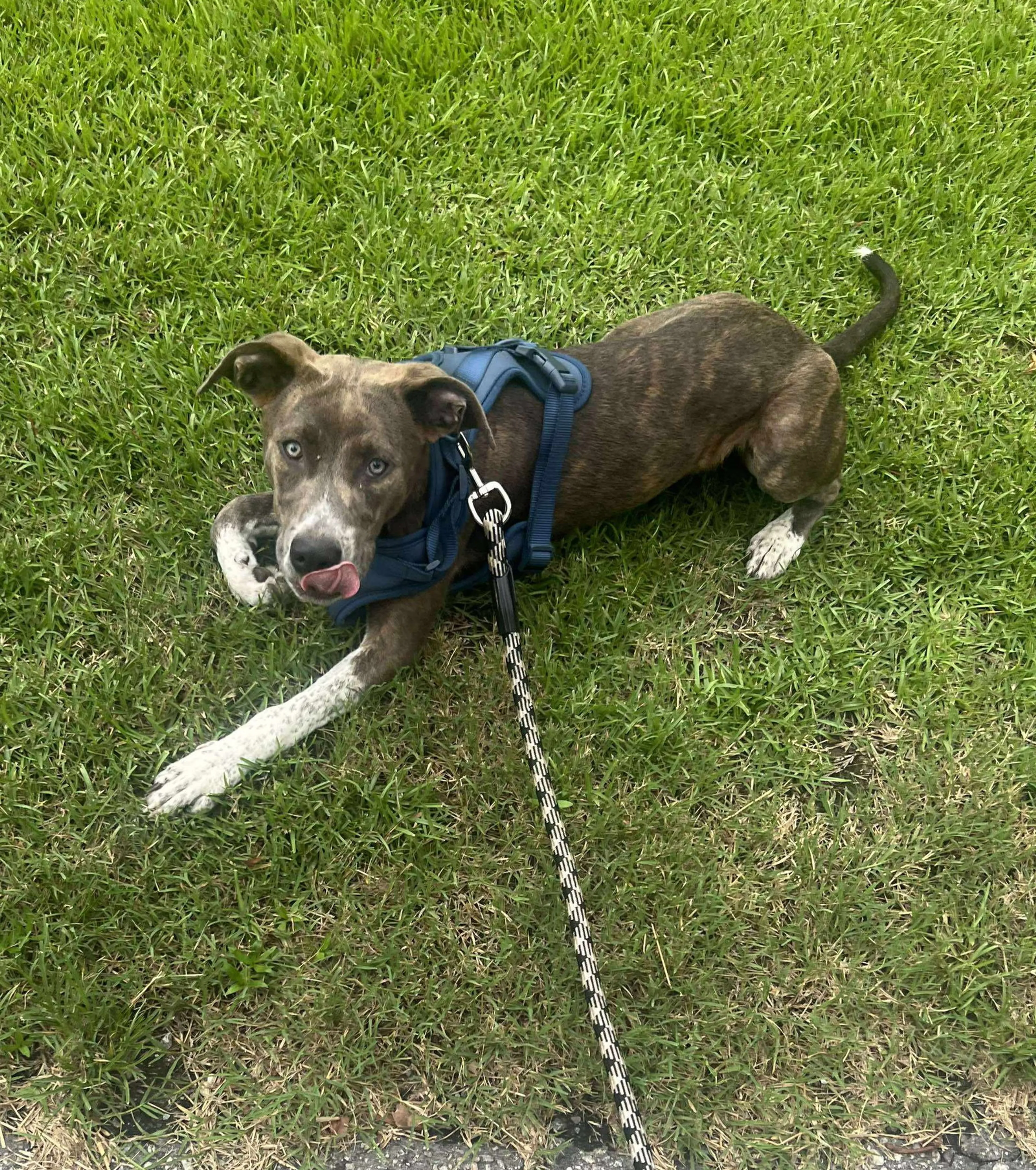 Found pet-8