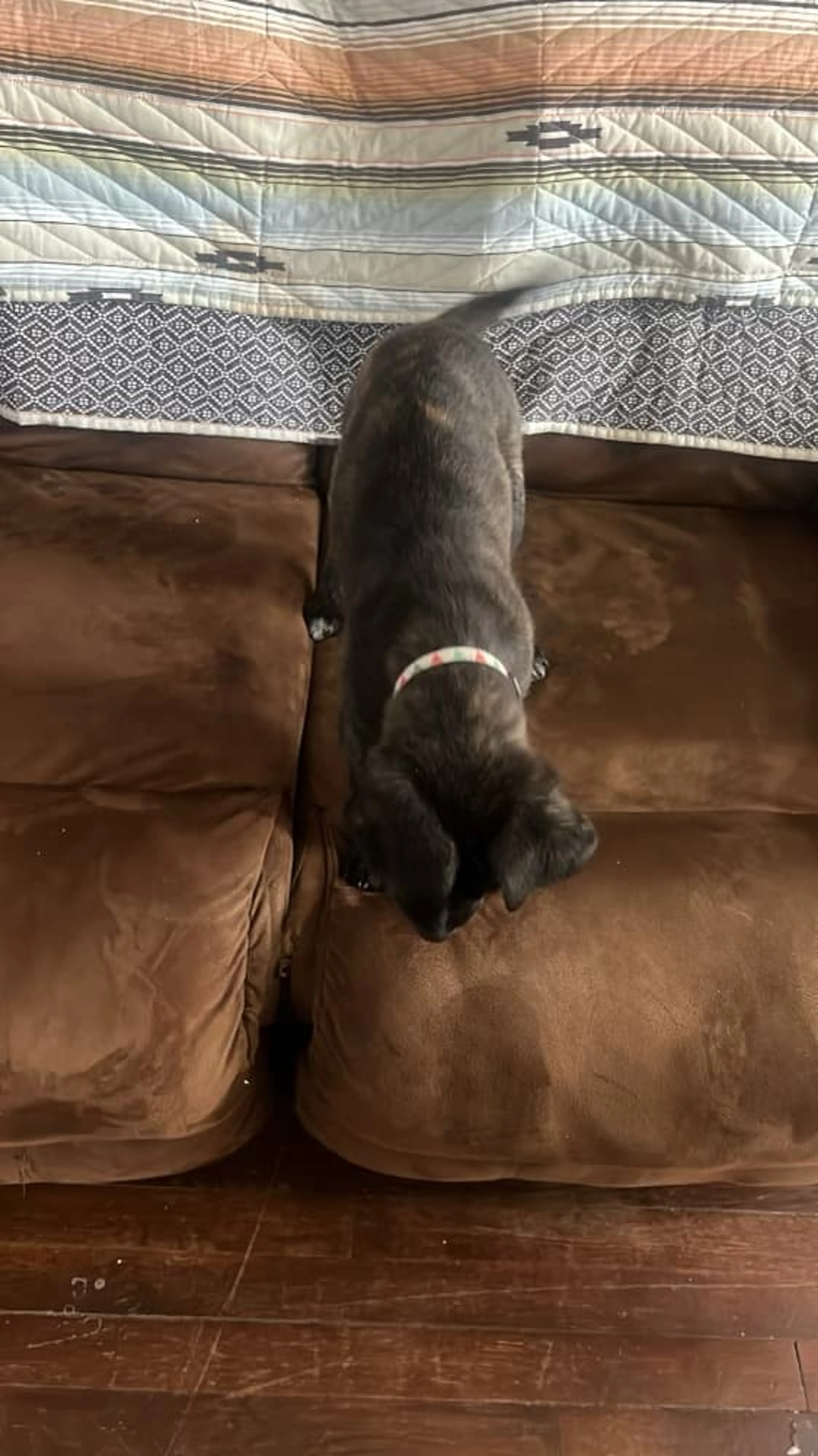 Found pet-11