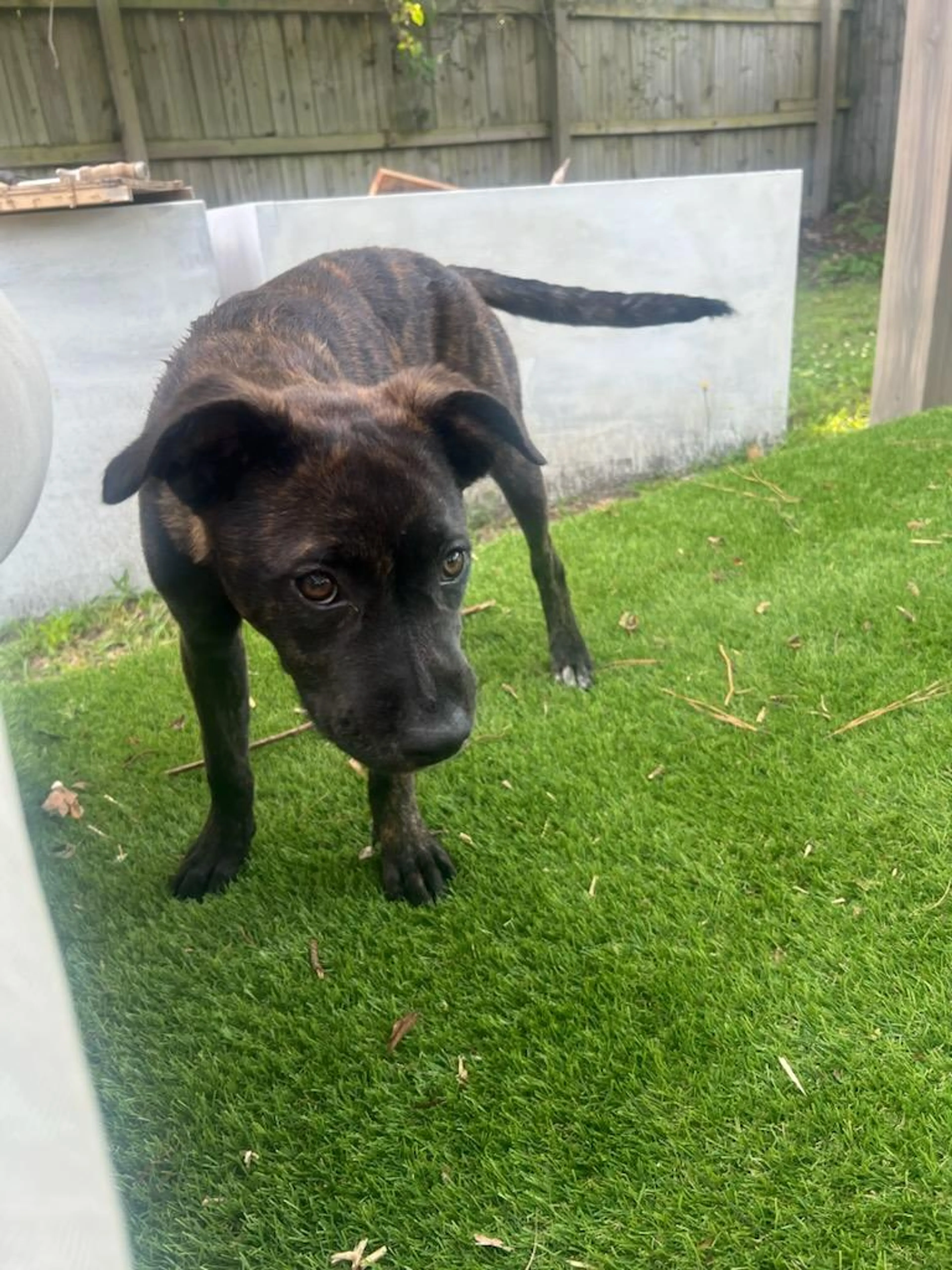 Found pet-13