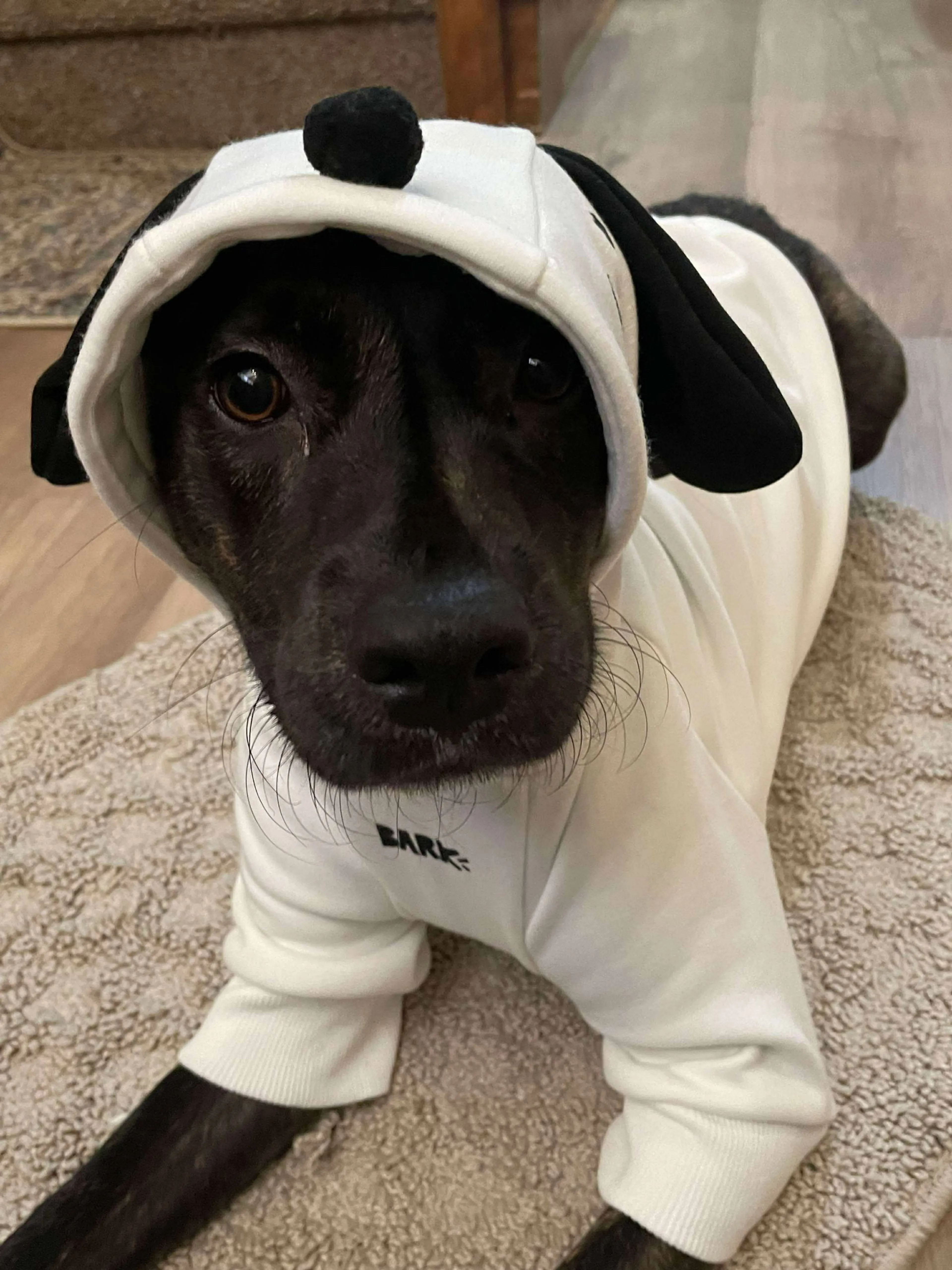 Found pet-4